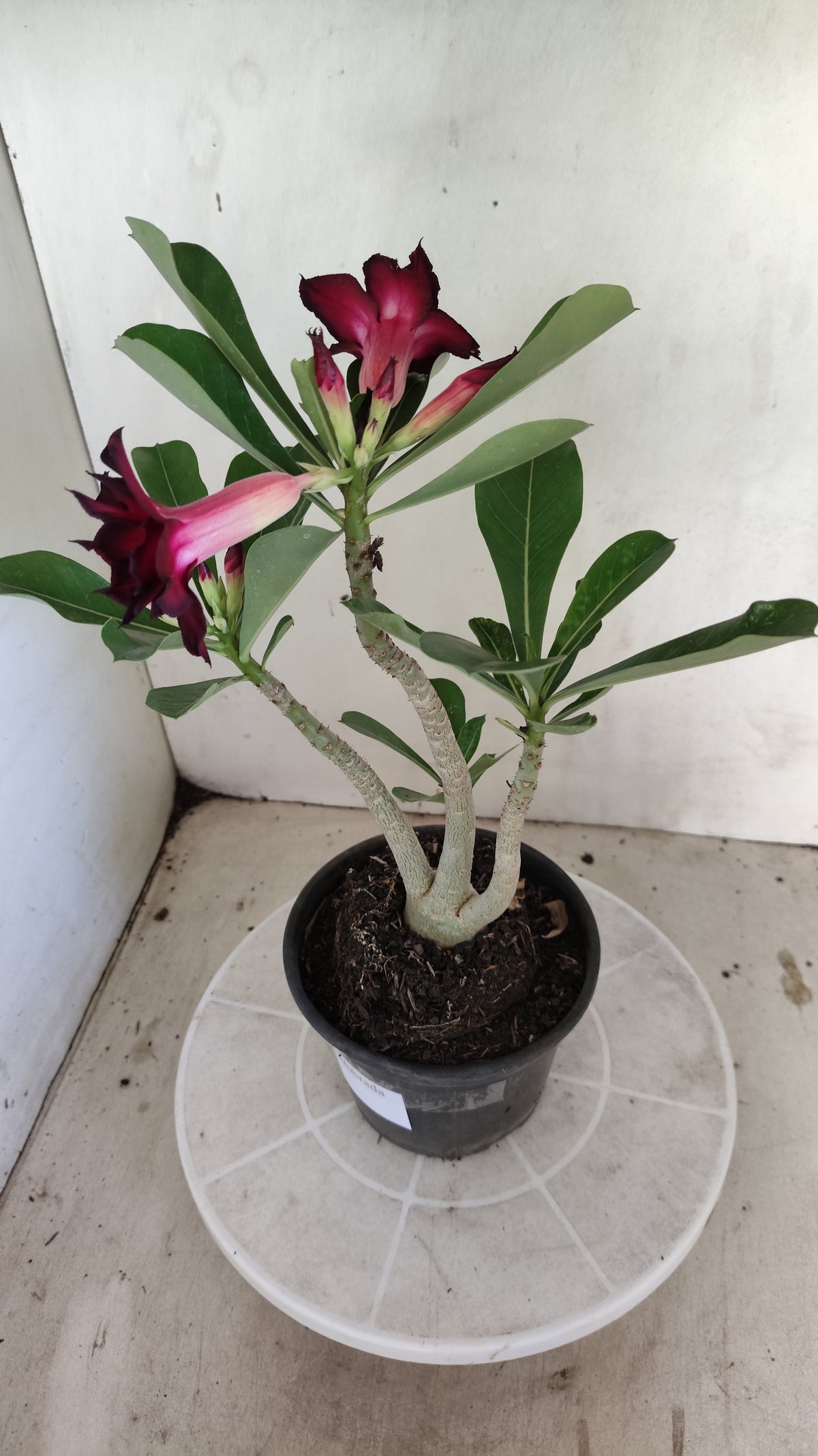 Matriz Planta Dobrada 4070 –  30cm – 02 anos - Vaso 15
