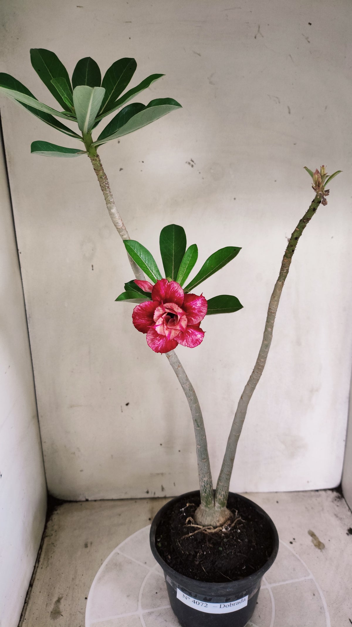 Planta Dobrada 4072 –  30cm – 02 anos - Vaso 15