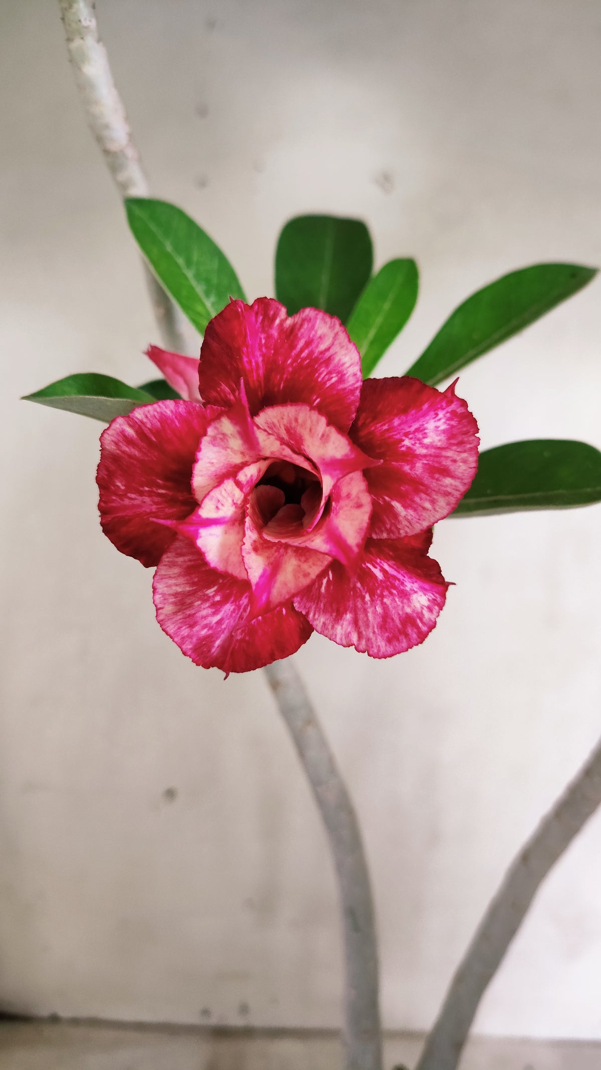 Planta Dobrada 4072 –  30cm – 02 anos - Vaso 15