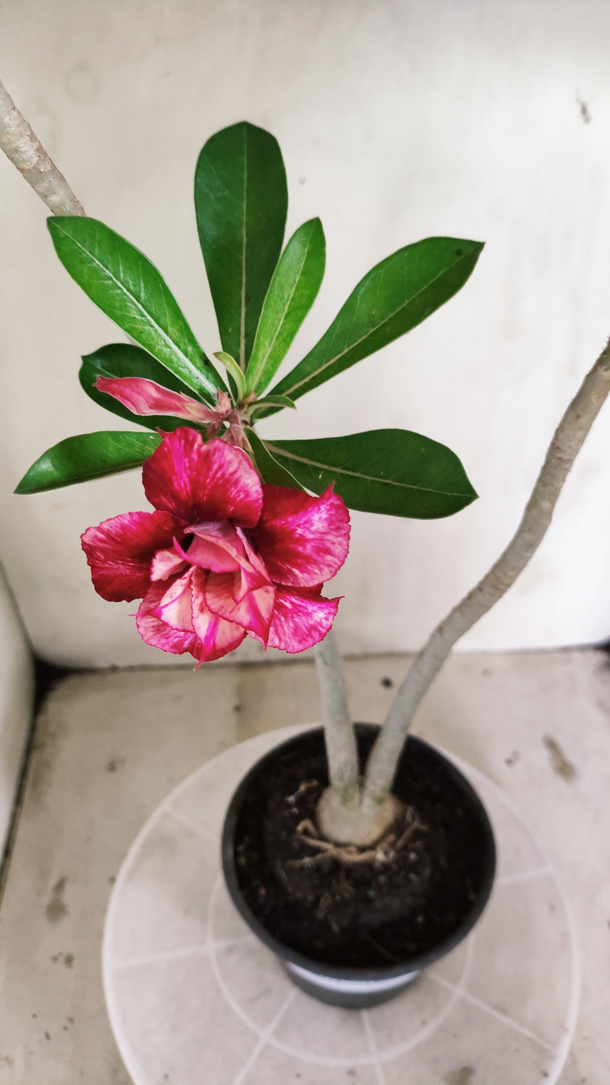 Planta Dobrada 4072 –  30cm – 02 anos - Vaso 15