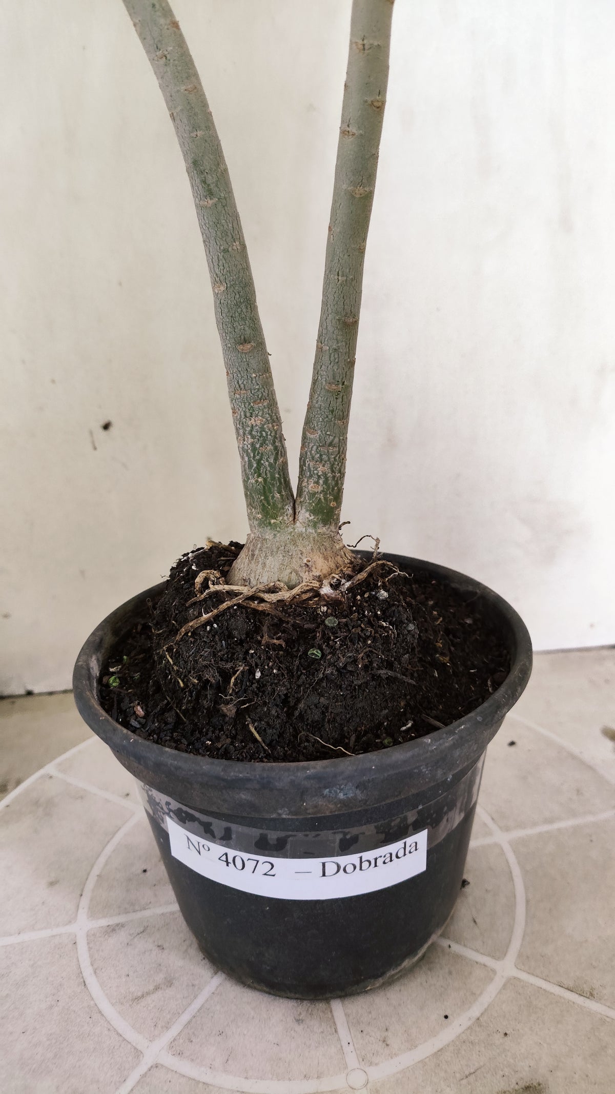 Planta Dobrada 4072 –  30cm – 02 anos - Vaso 15