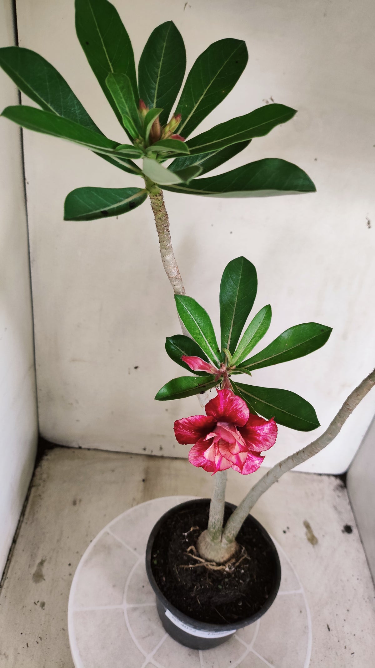 Planta Dobrada 4072 –  30cm – 02 anos - Vaso 15