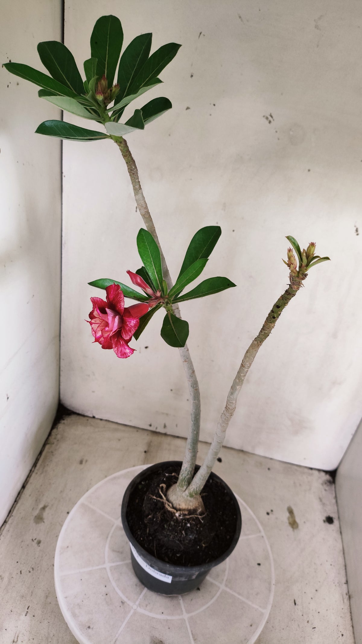 Planta Dobrada 4072 –  30cm – 02 anos - Vaso 15