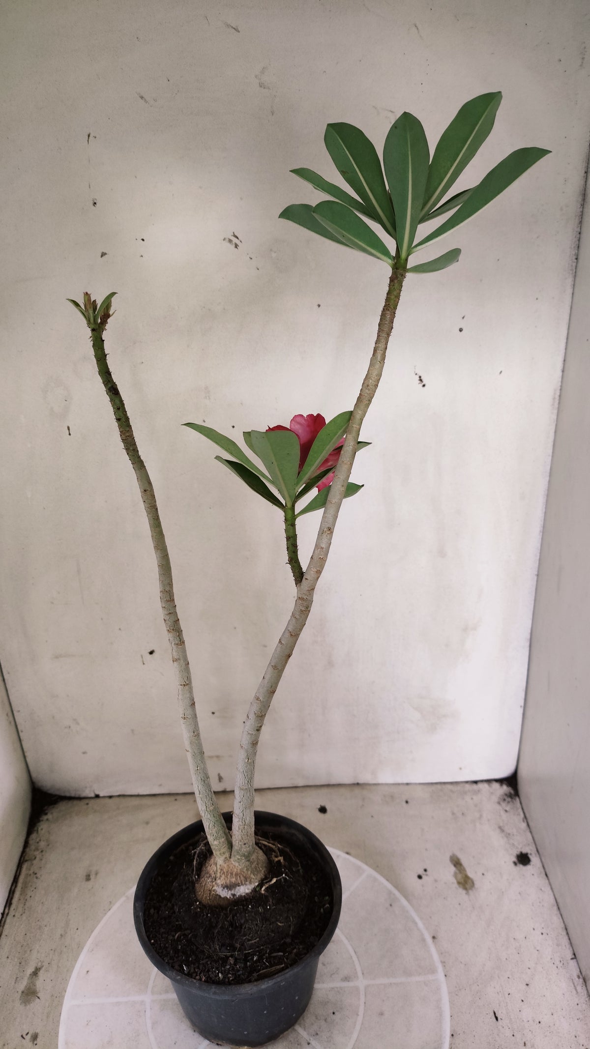 Planta Dobrada 4072 –  30cm – 02 anos - Vaso 15
