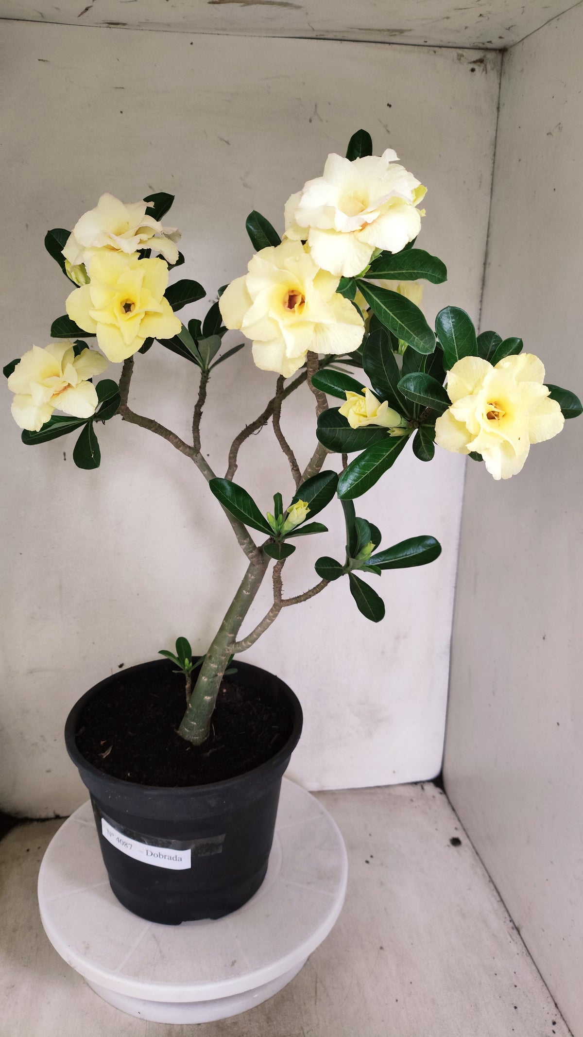 Planta Dobrada 4087 –  50cm – 03 anos - Vaso 17