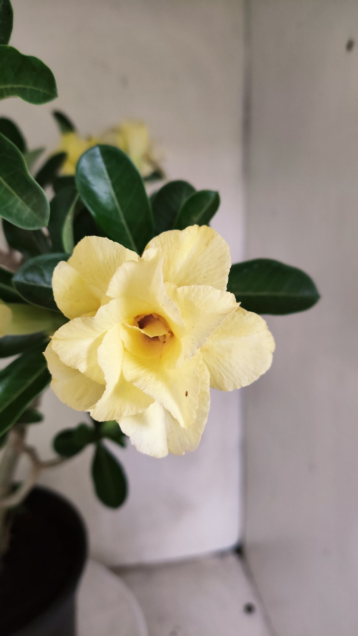 Planta Dobrada 4087 –  50cm – 03 anos - Vaso 17