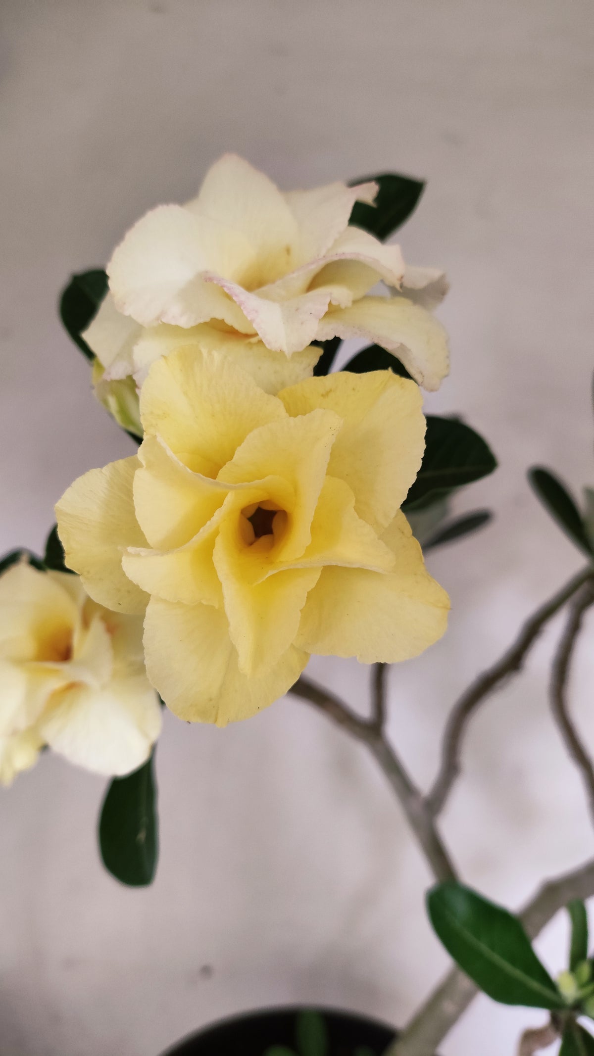 Planta Dobrada 4087 –  50cm – 03 anos - Vaso 17