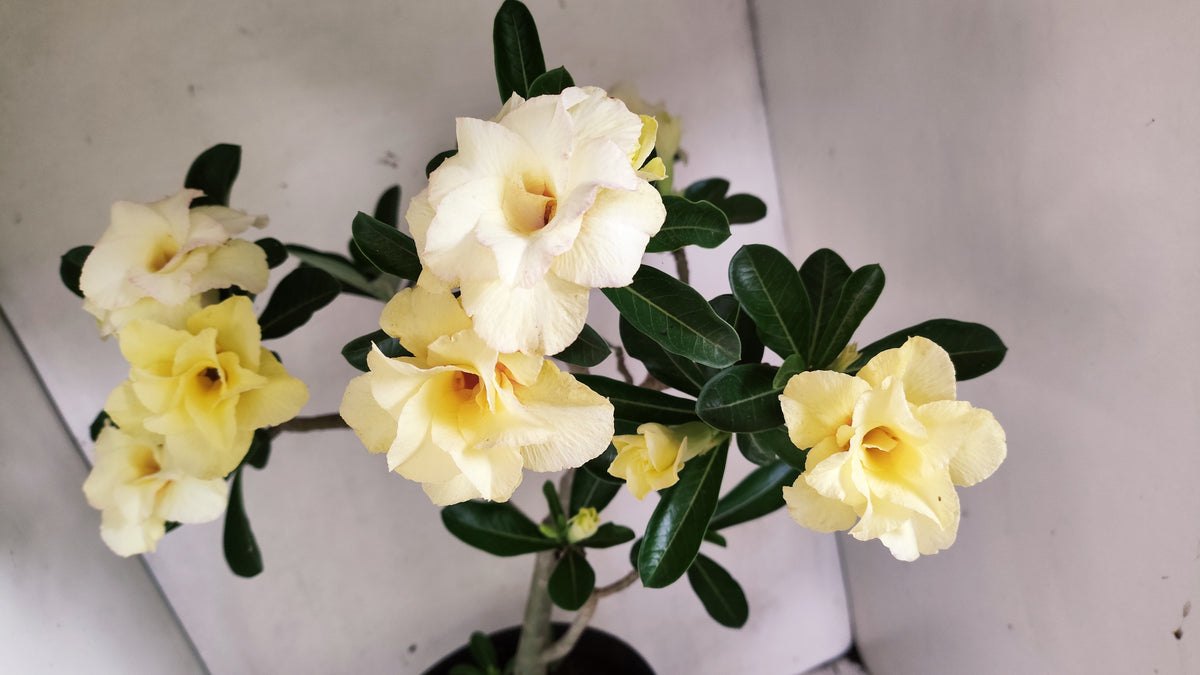 Planta Dobrada 4087 –  50cm – 03 anos - Vaso 17