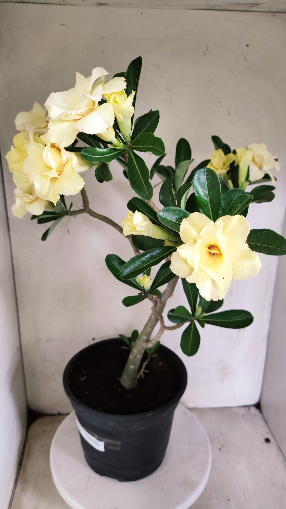 Planta Dobrada 4087 –  50cm – 03 anos - Vaso 17