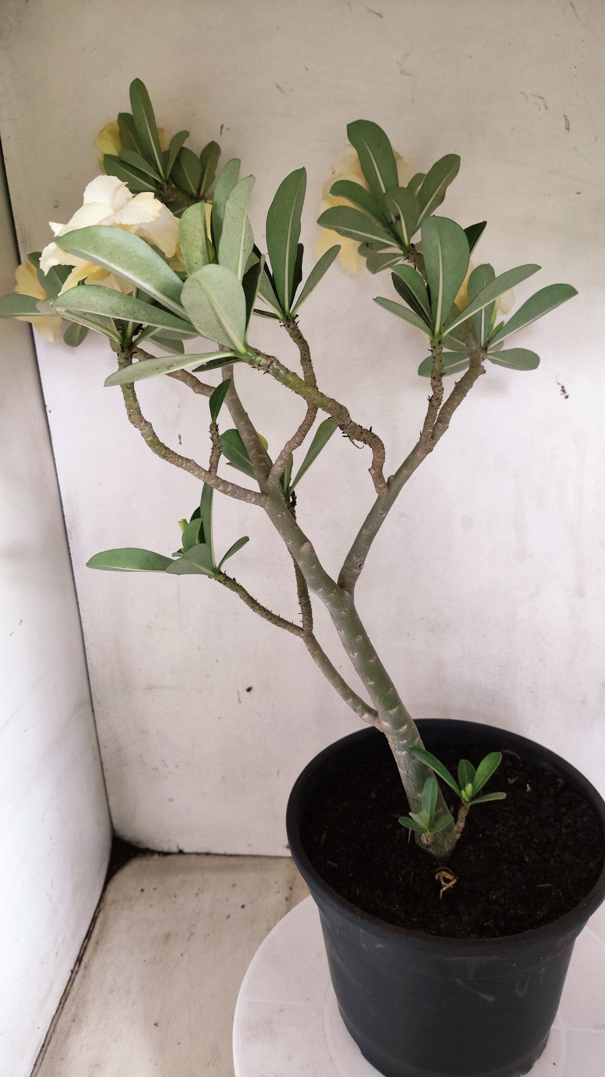 Planta Dobrada 4087 –  50cm – 03 anos - Vaso 17