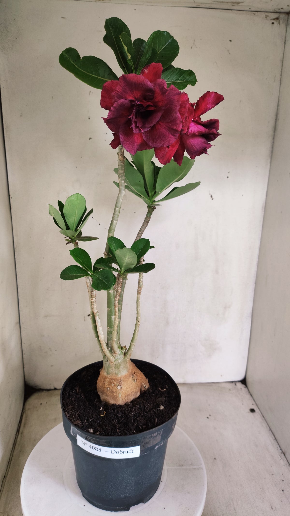 Planta Dobrada 4088 –  45cm – 03 anos - Vaso 17