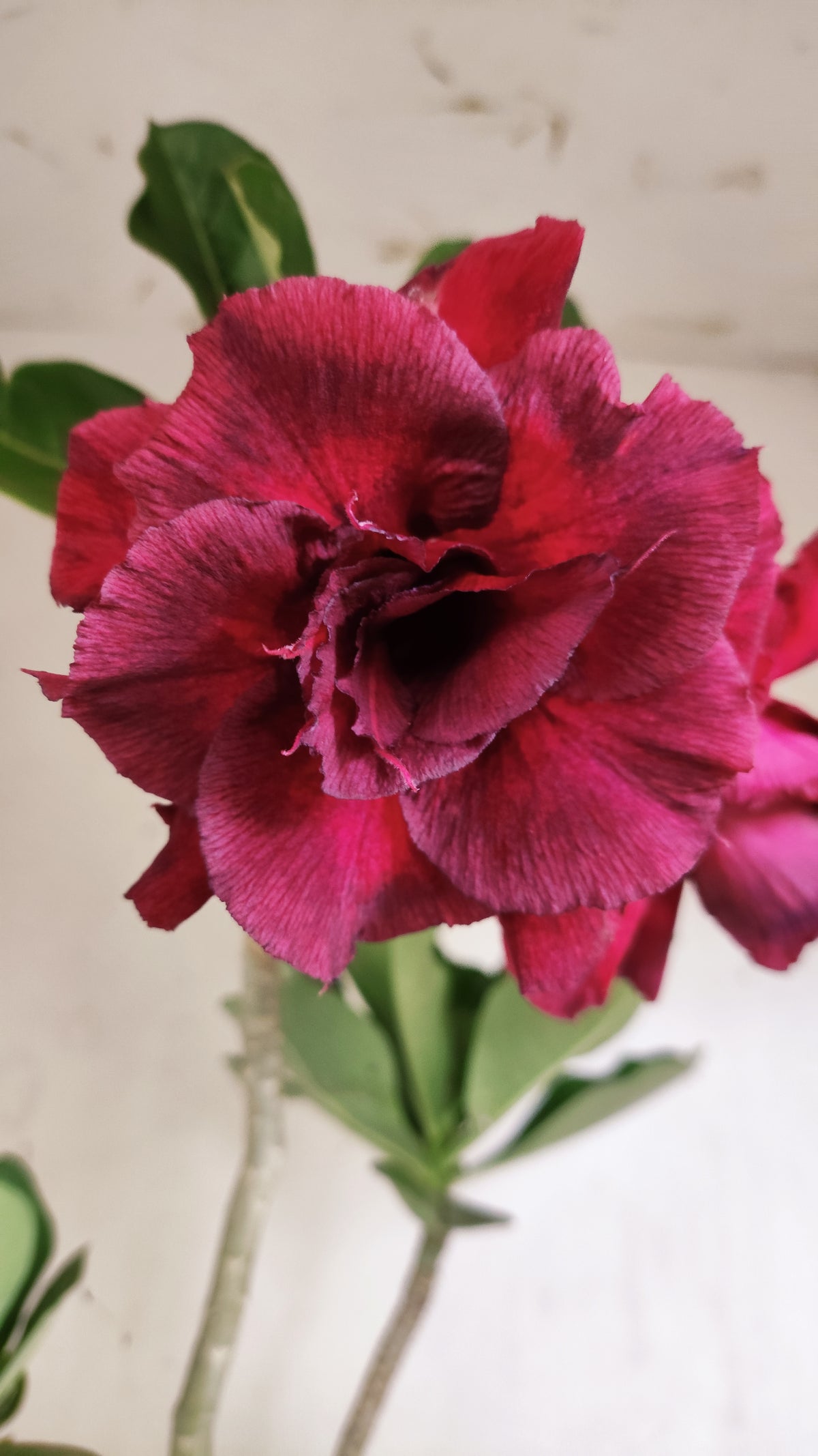 Planta Dobrada 4088 –  45cm – 03 anos - Vaso 17