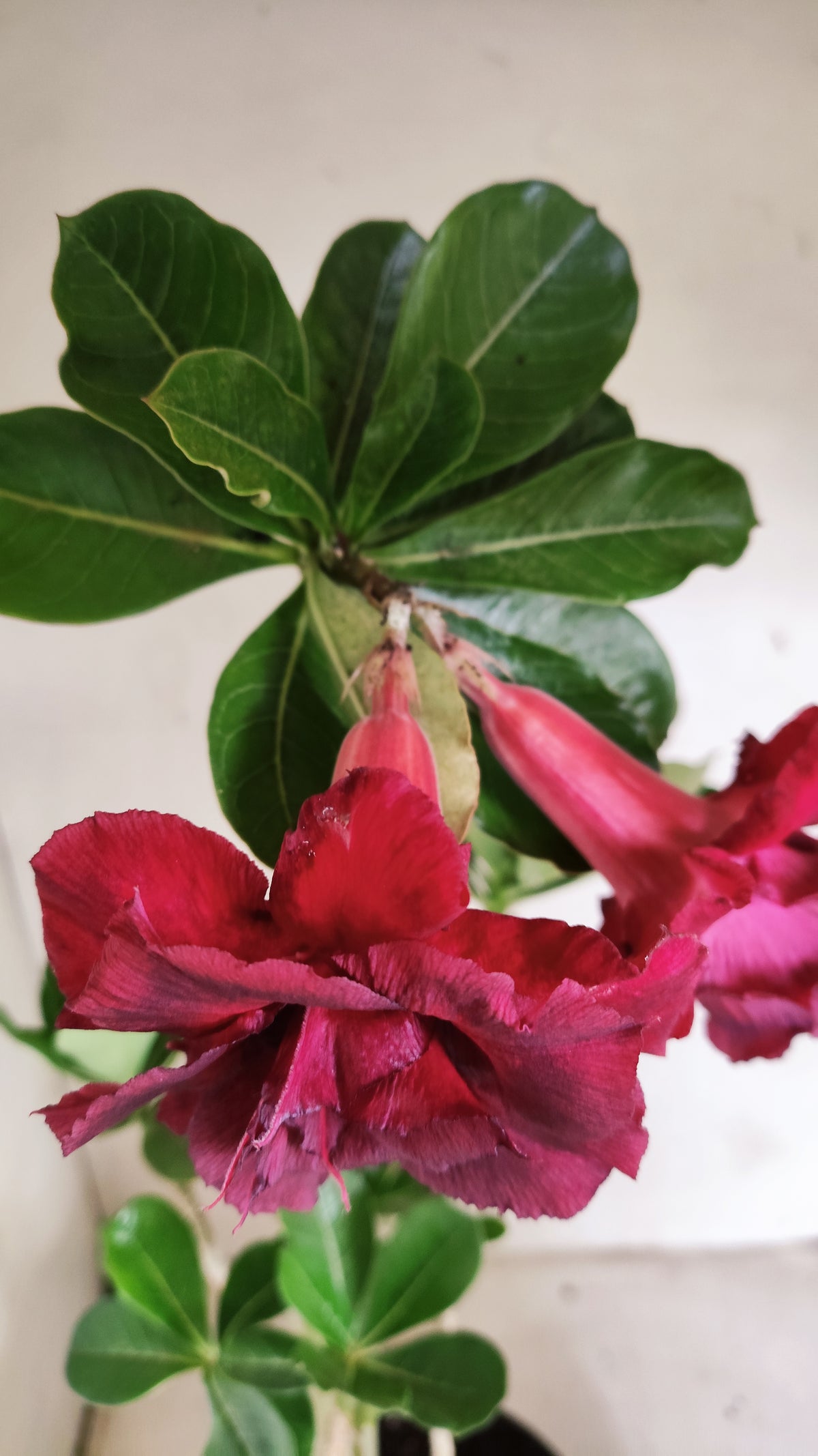 Planta Dobrada 4088 –  45cm – 03 anos - Vaso 17