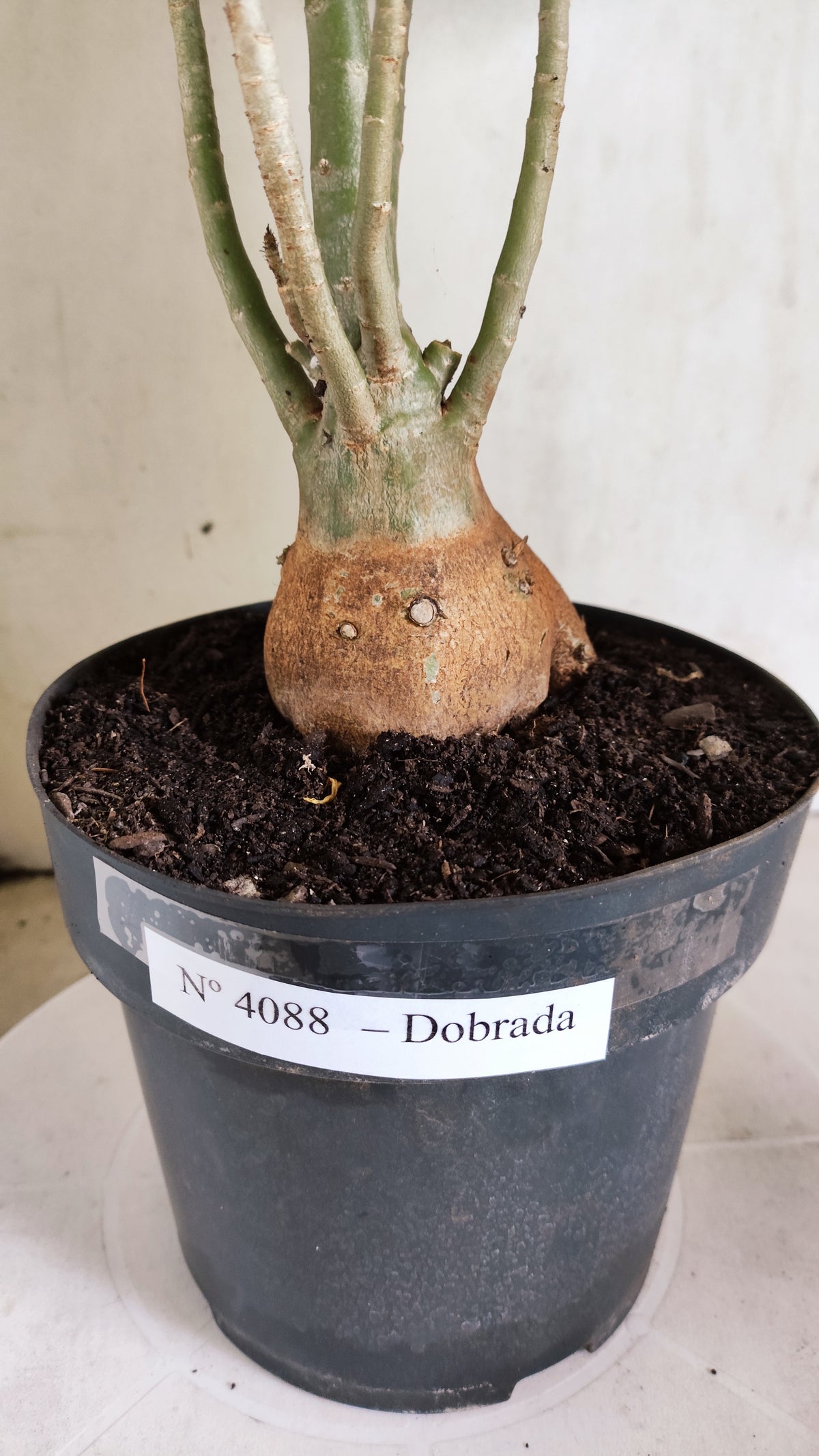 Planta Dobrada 4088 –  45cm – 03 anos - Vaso 17