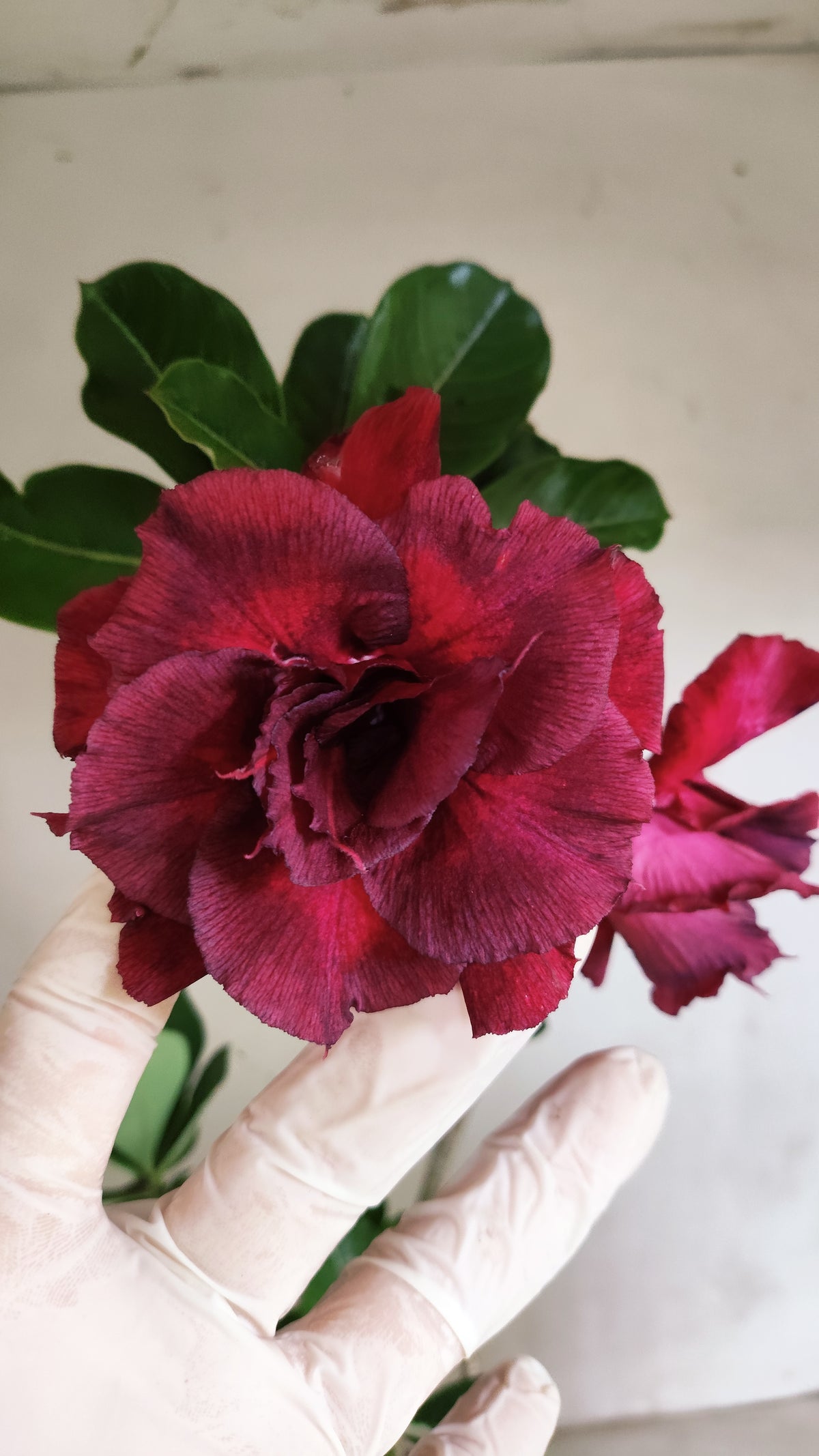 Planta Dobrada 4088 –  45cm – 03 anos - Vaso 17