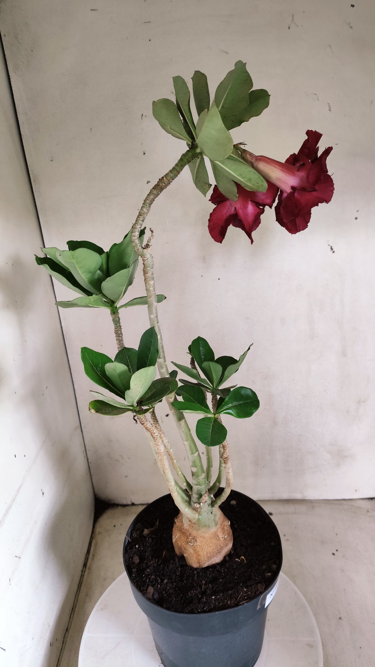 Planta Dobrada 4088 –  45cm – 03 anos - Vaso 17
