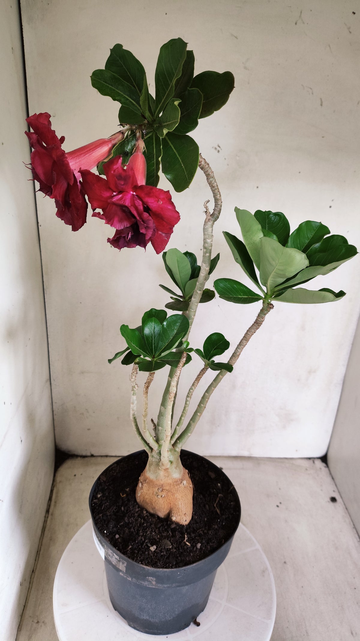 Planta Dobrada 4088 –  45cm – 03 anos - Vaso 17