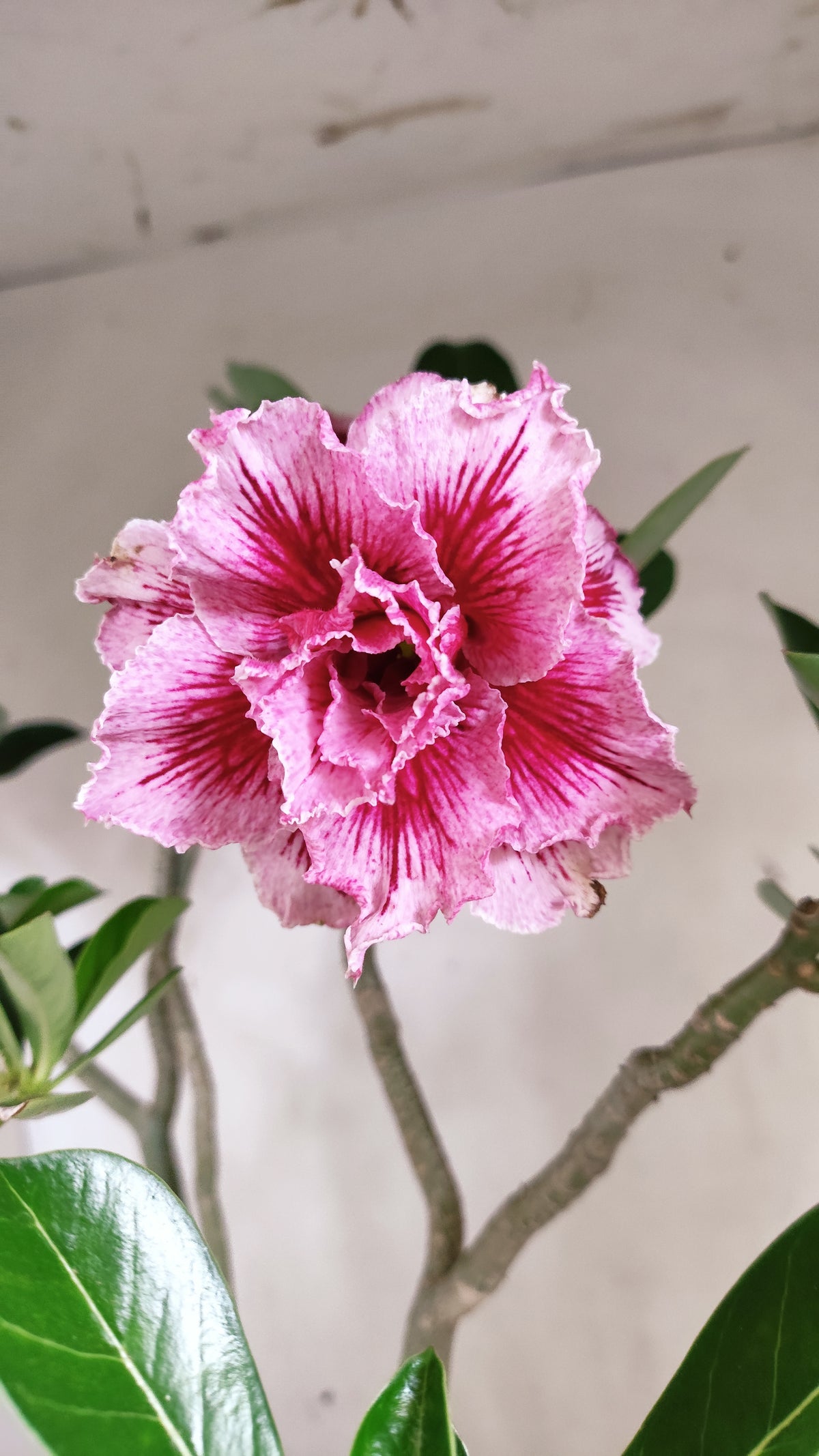 Planta Dobrada 4089 –  50cm – 04 anos - Vaso 20