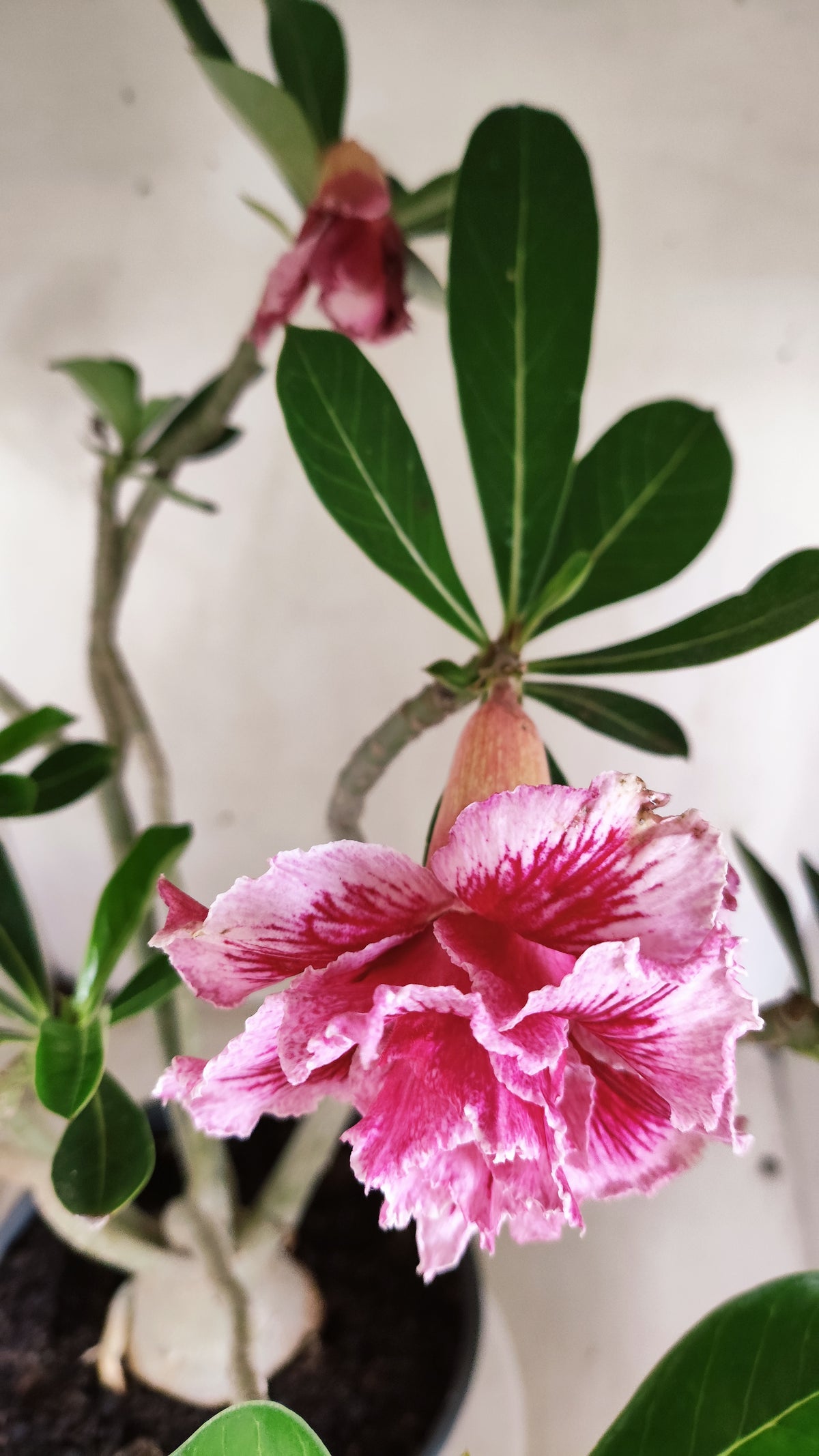 Planta Dobrada 4089 –  50cm – 04 anos - Vaso 20