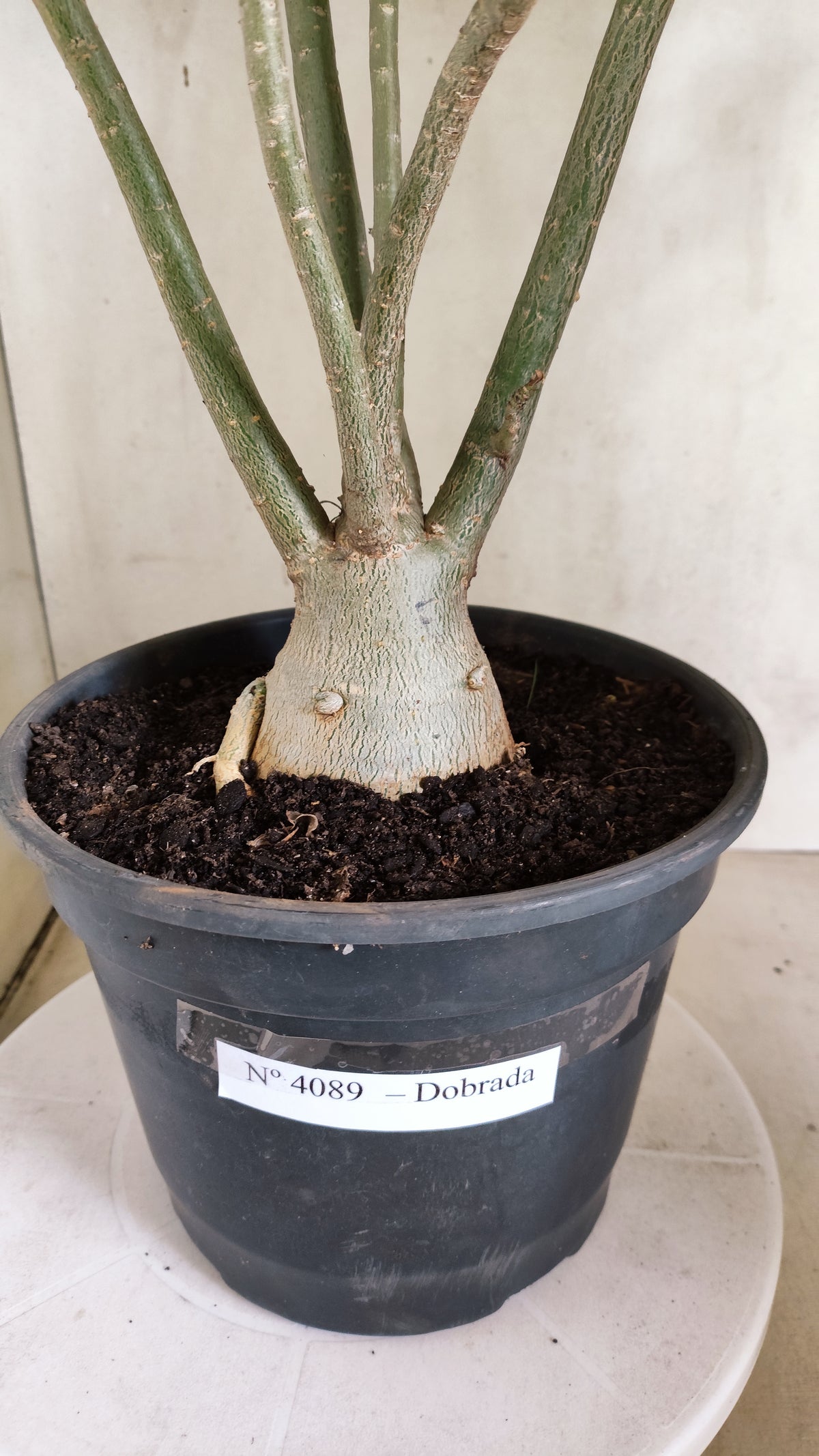 Planta Dobrada 4089 –  50cm – 04 anos - Vaso 20