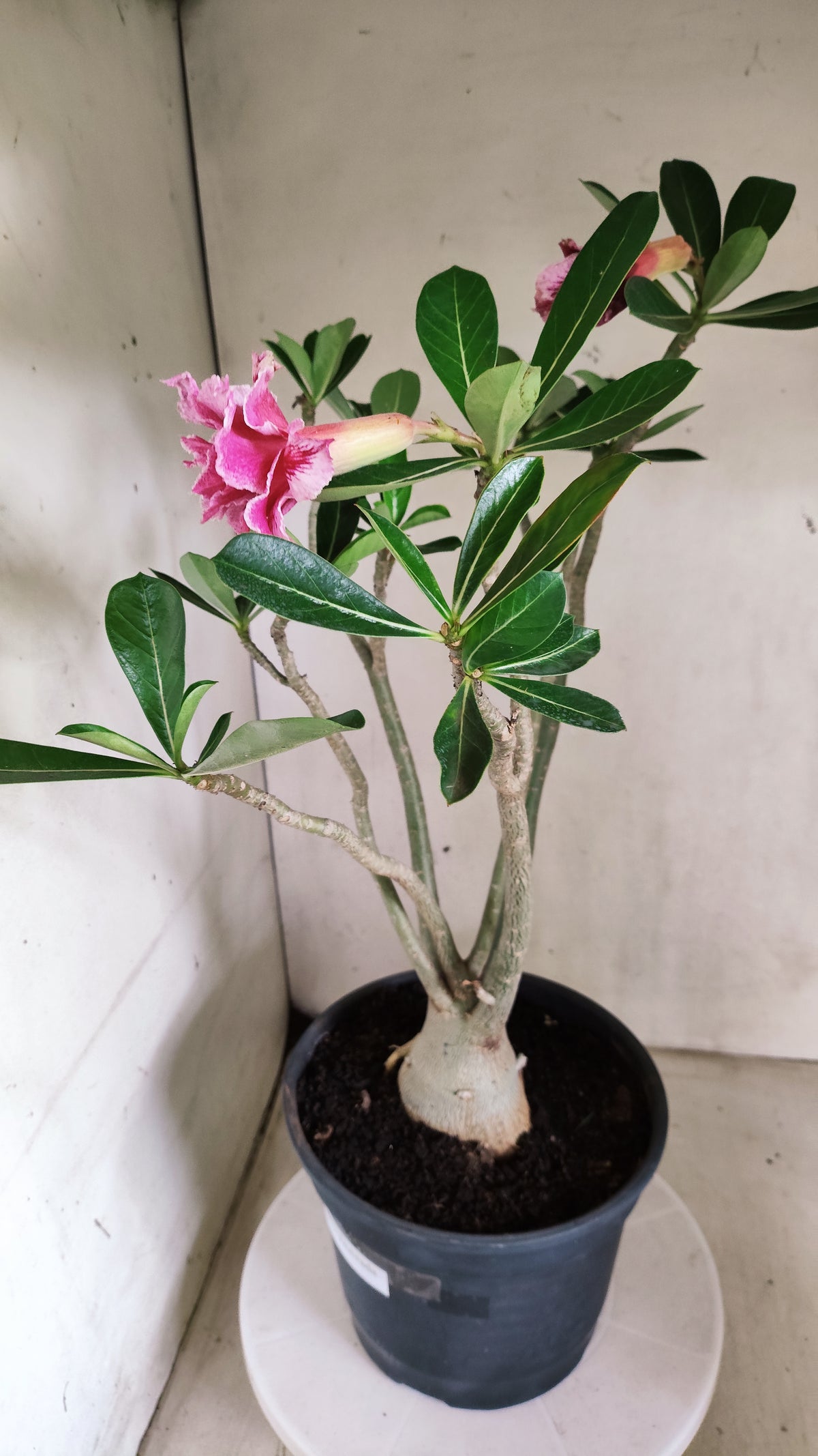 Planta Dobrada 4089 –  50cm – 04 anos - Vaso 20
