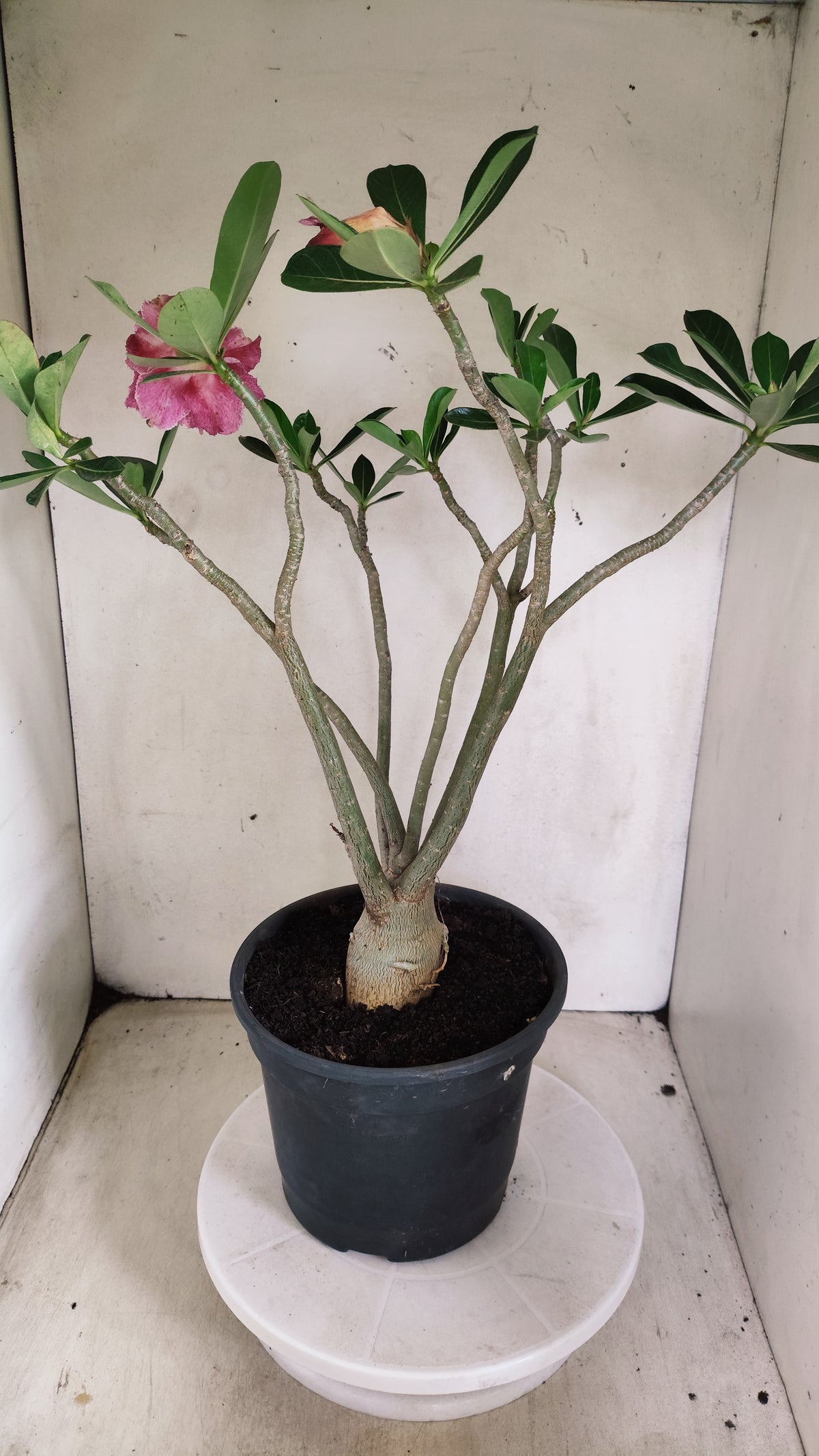 Planta Dobrada 4089 –  50cm – 04 anos - Vaso 20