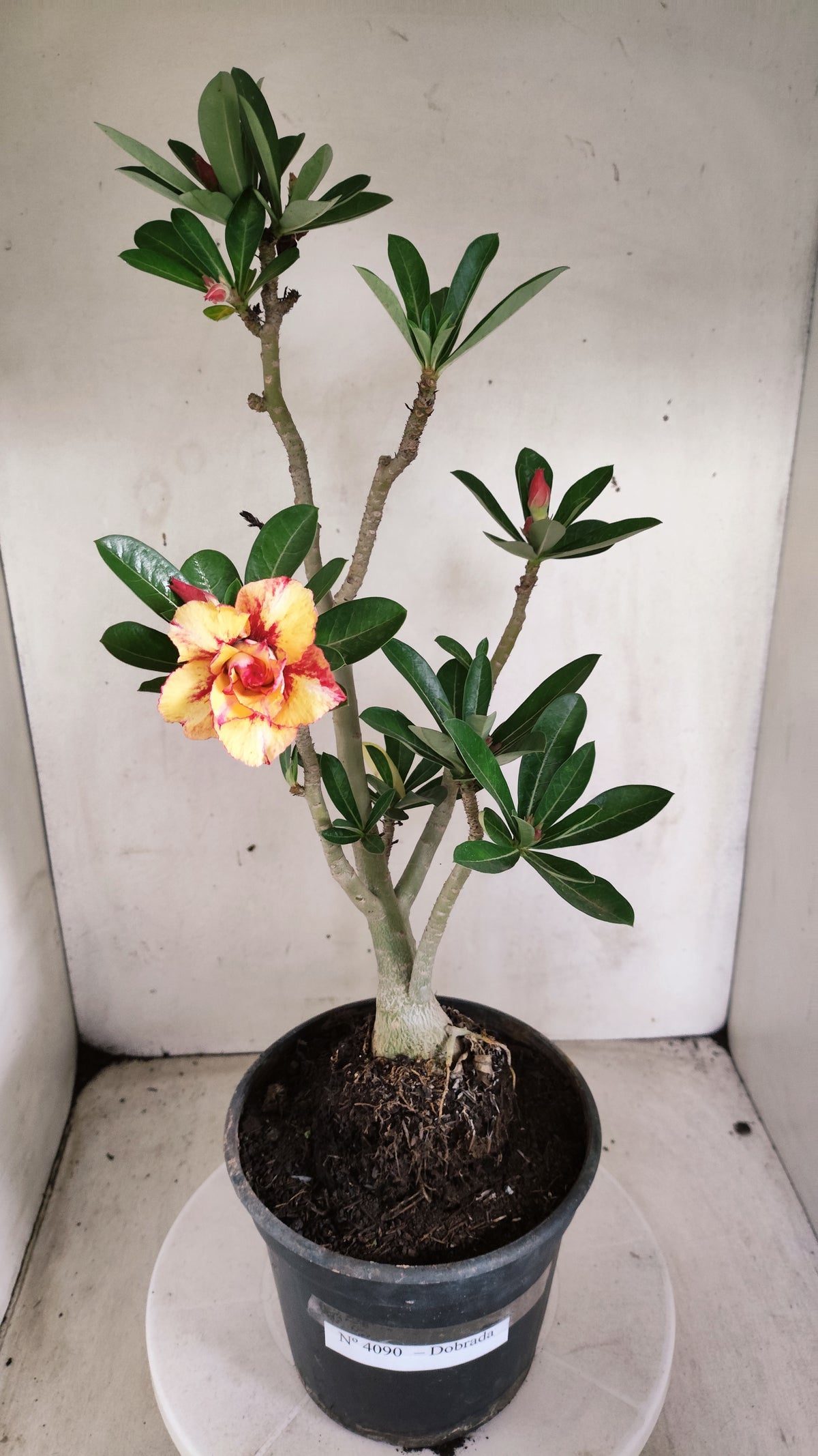 Planta Dobrada 4090 –  45cm – 03 anos - Vaso 20