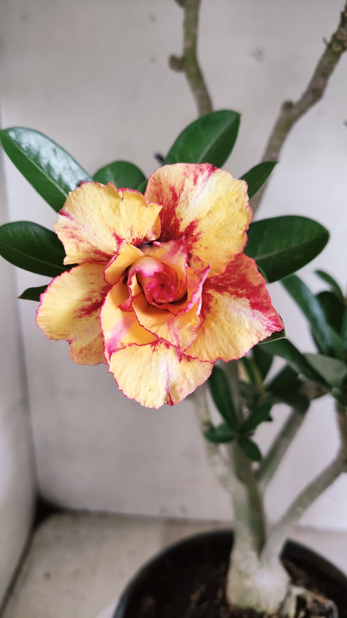 Planta Dobrada 4090 –  45cm – 03 anos - Vaso 20