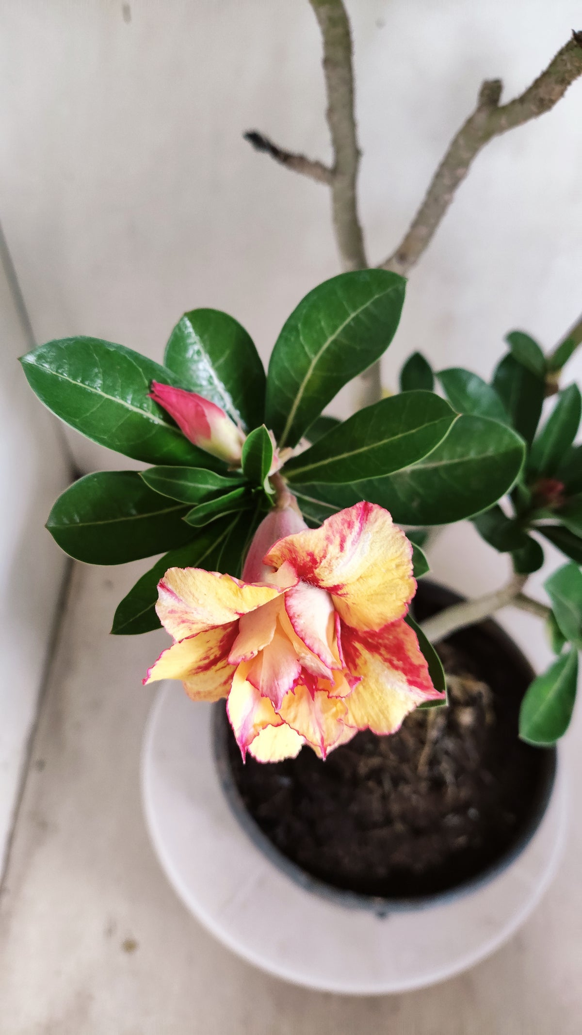 Planta Dobrada 4090 –  45cm – 03 anos - Vaso 20