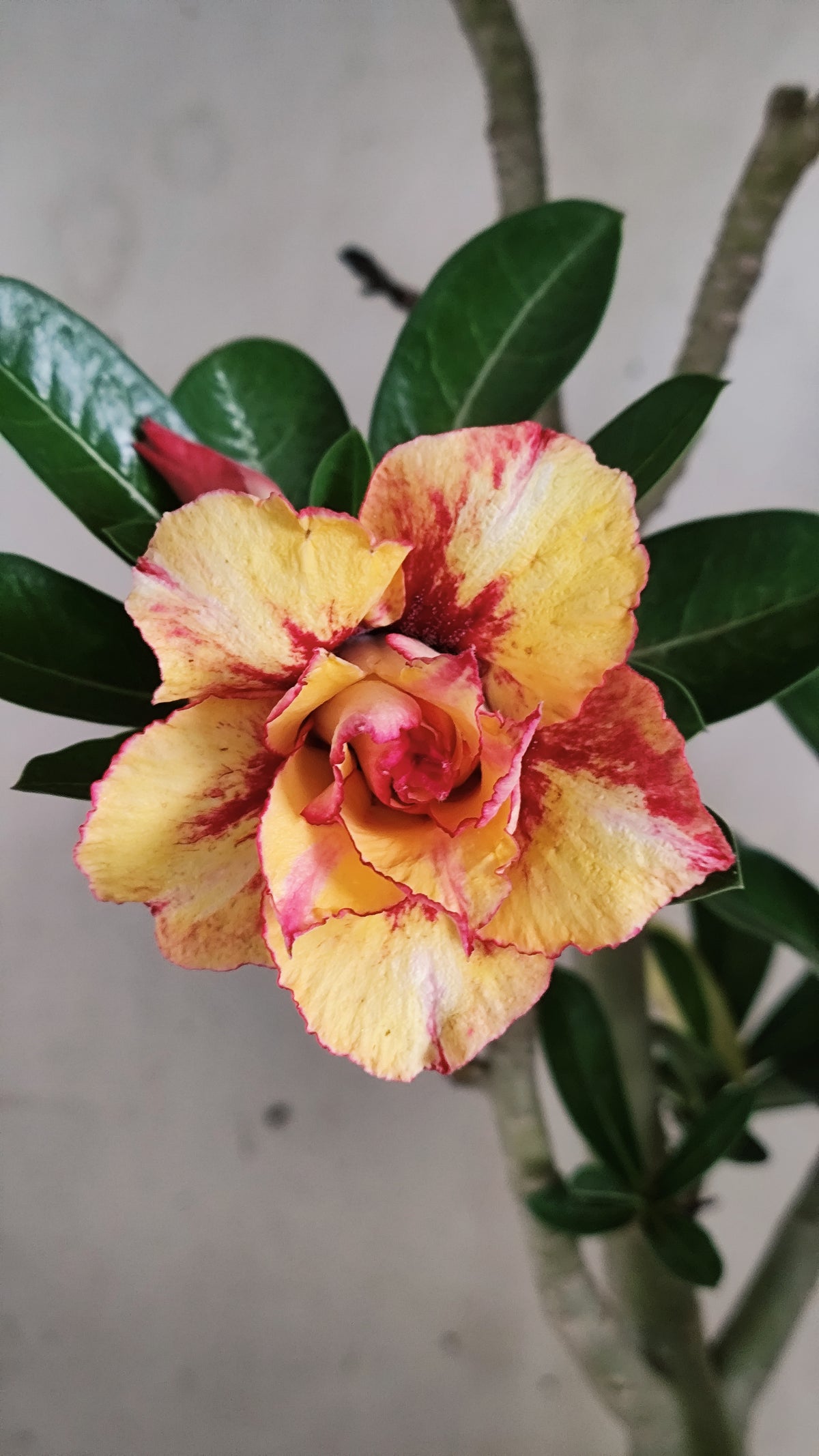Planta Dobrada 4090 –  45cm – 03 anos - Vaso 20