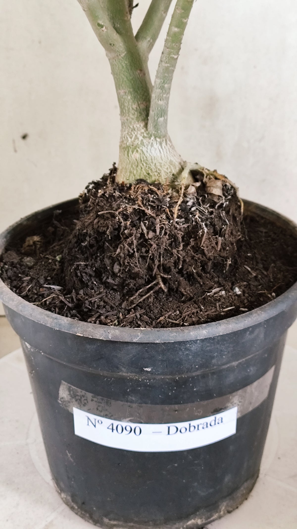 Planta Dobrada 4090 –  45cm – 03 anos - Vaso 20
