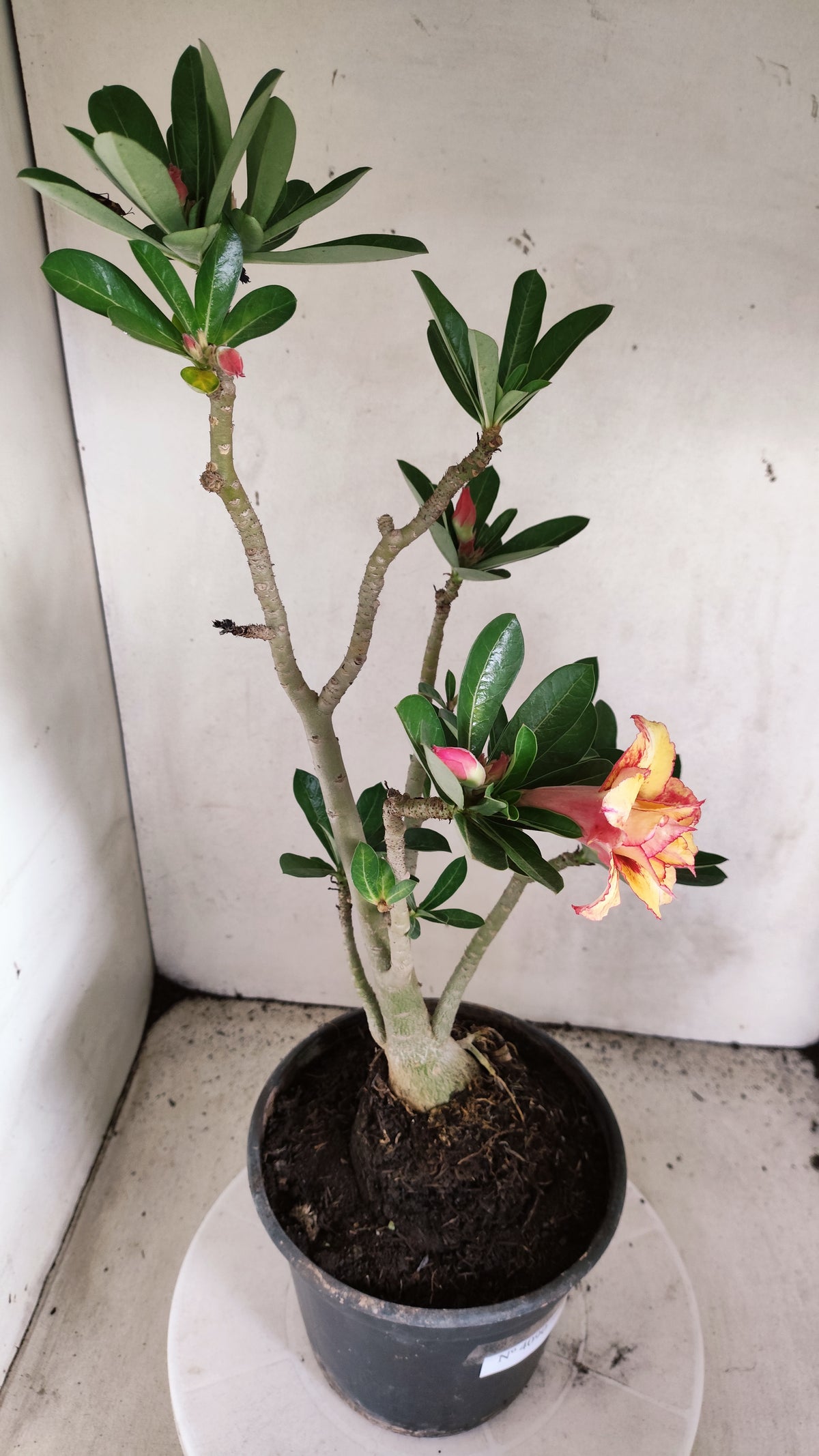 Planta Dobrada 4090 –  45cm – 03 anos - Vaso 20