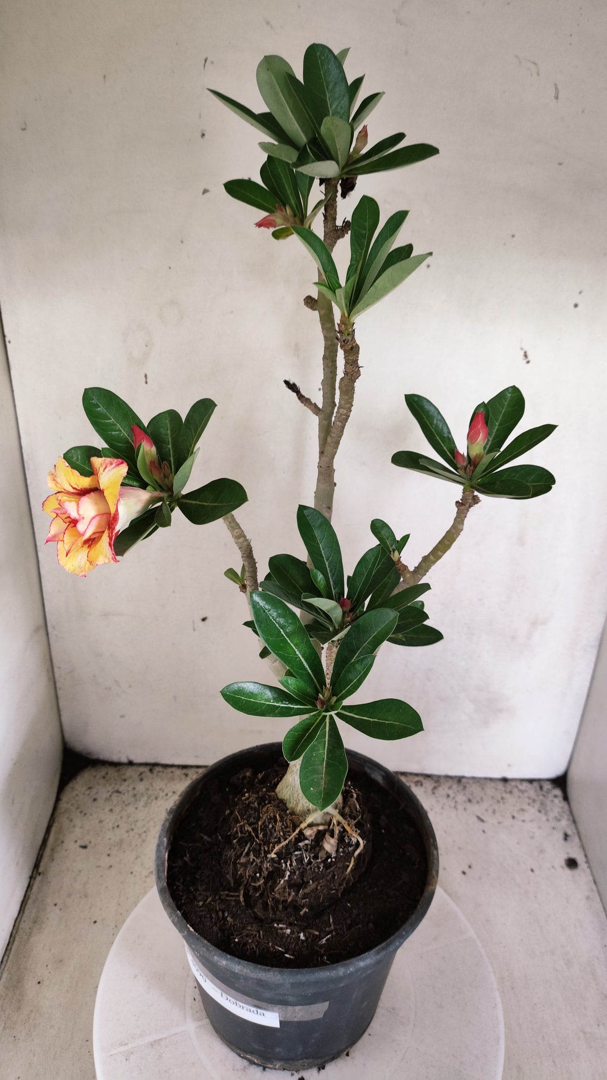 Planta Dobrada 4090 –  45cm – 03 anos - Vaso 20