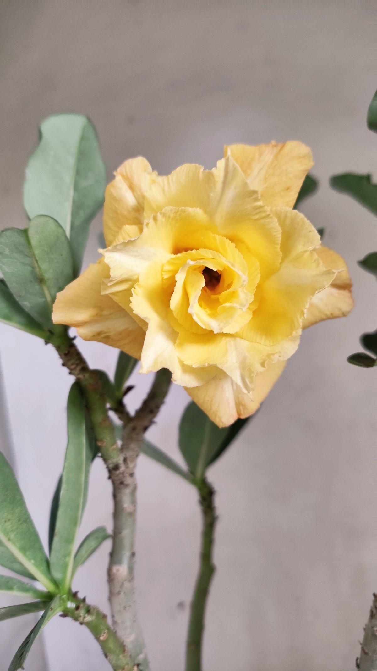 Planta Dobrada 4091 –  40cm – 03 anos - Vaso 17