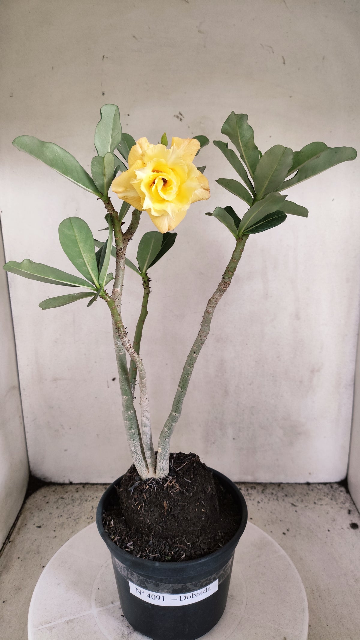 Planta Dobrada 4091 –  40cm – 03 anos - Vaso 17