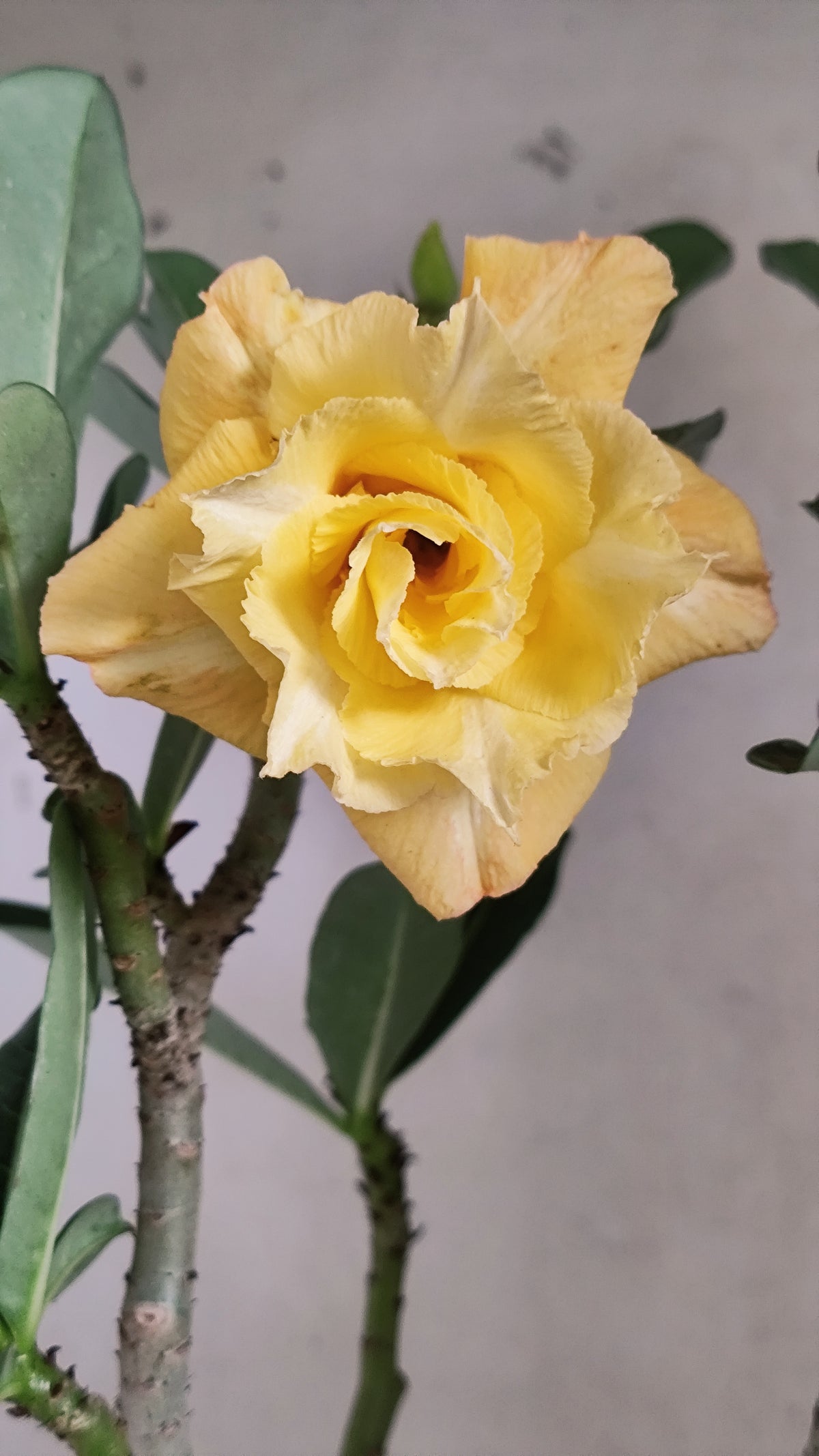 Planta Dobrada 4091 –  40cm – 03 anos - Vaso 17