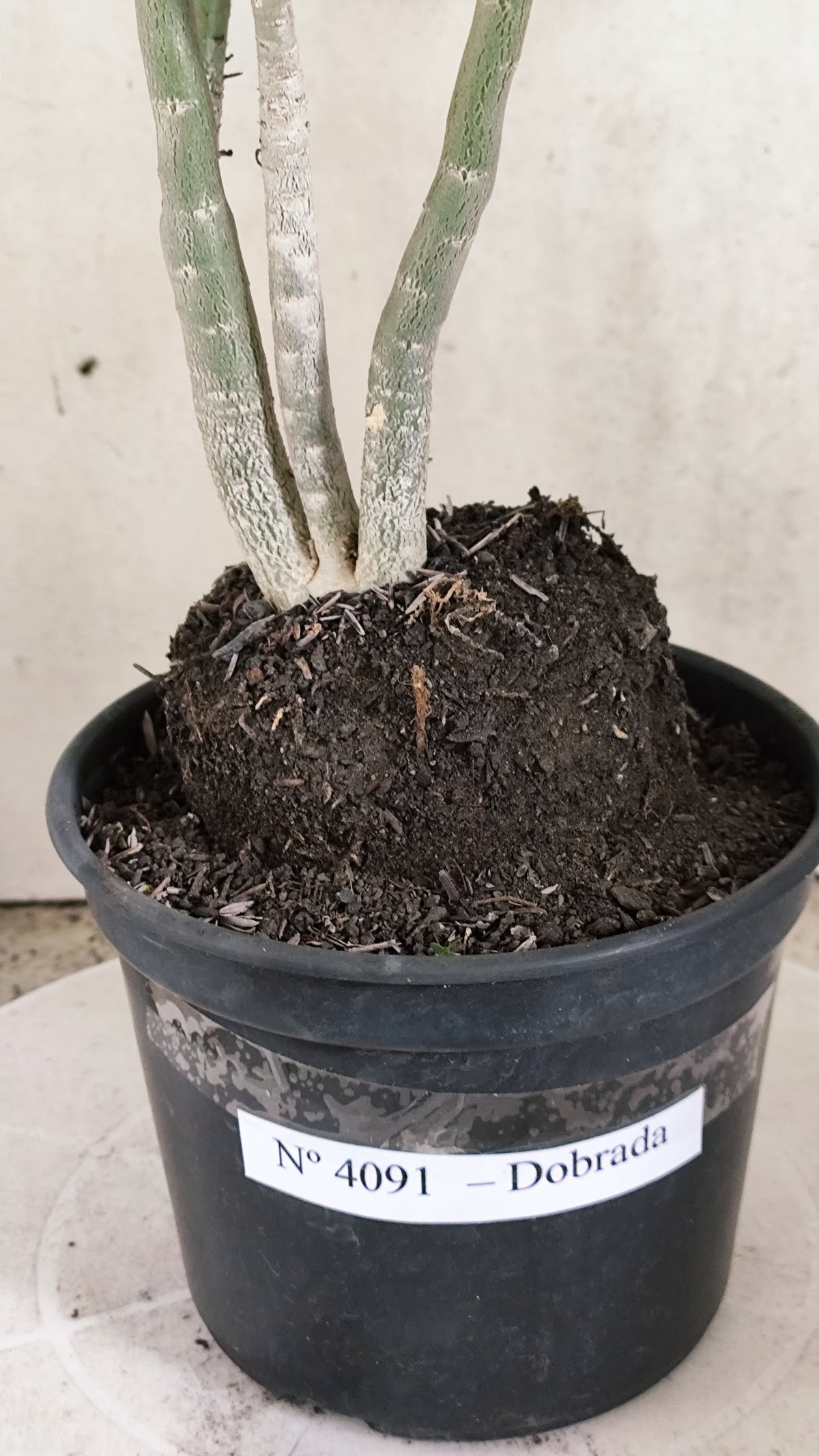 Planta Dobrada 4091 –  40cm – 03 anos - Vaso 17