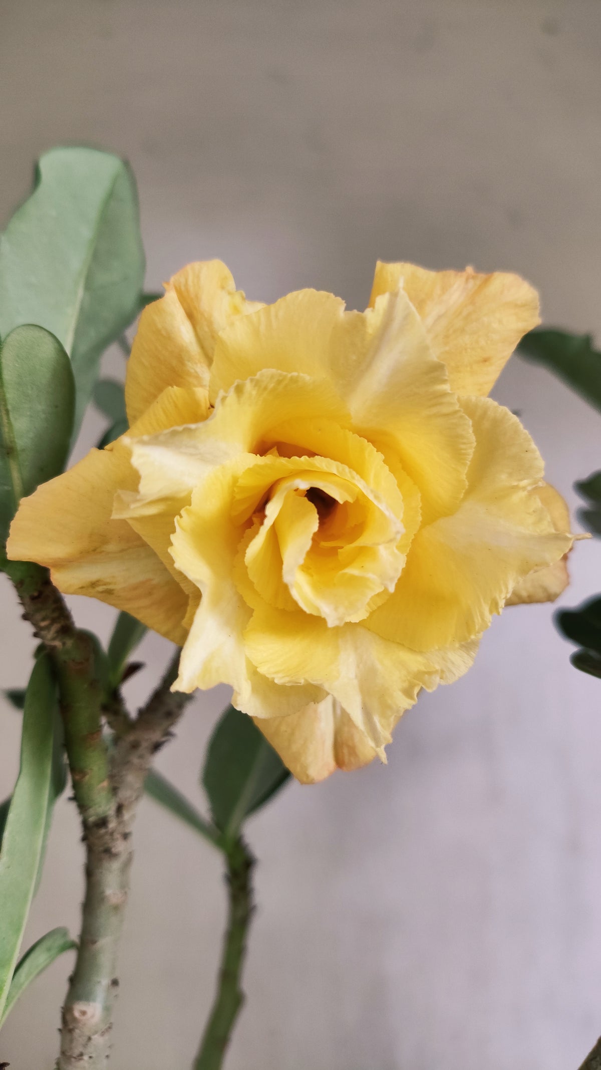 Planta Dobrada 4091 –  40cm – 03 anos - Vaso 17