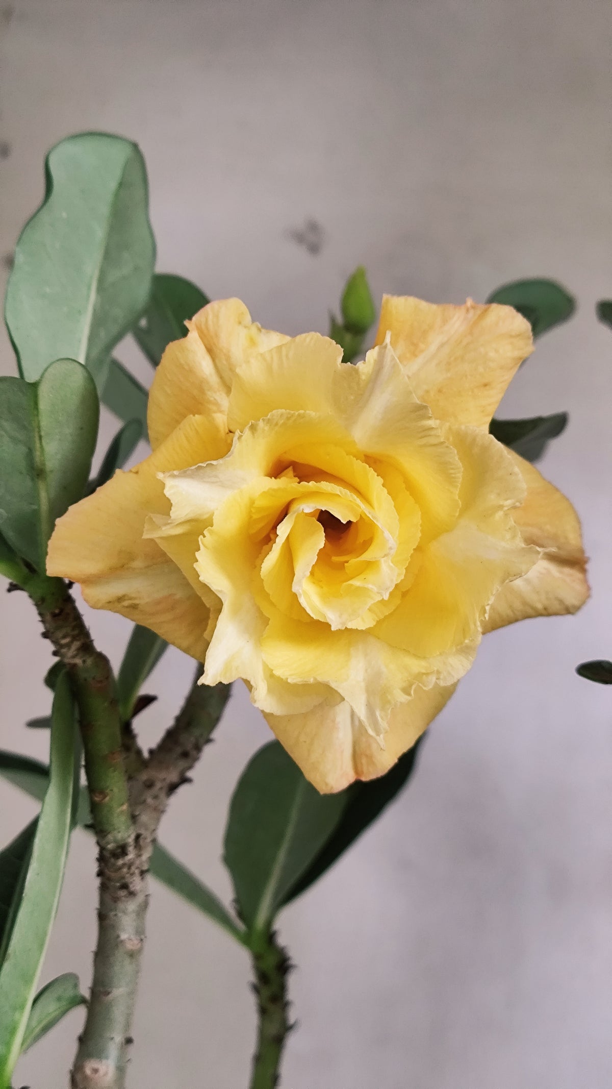 Planta Dobrada 4091 –  40cm – 03 anos - Vaso 17
