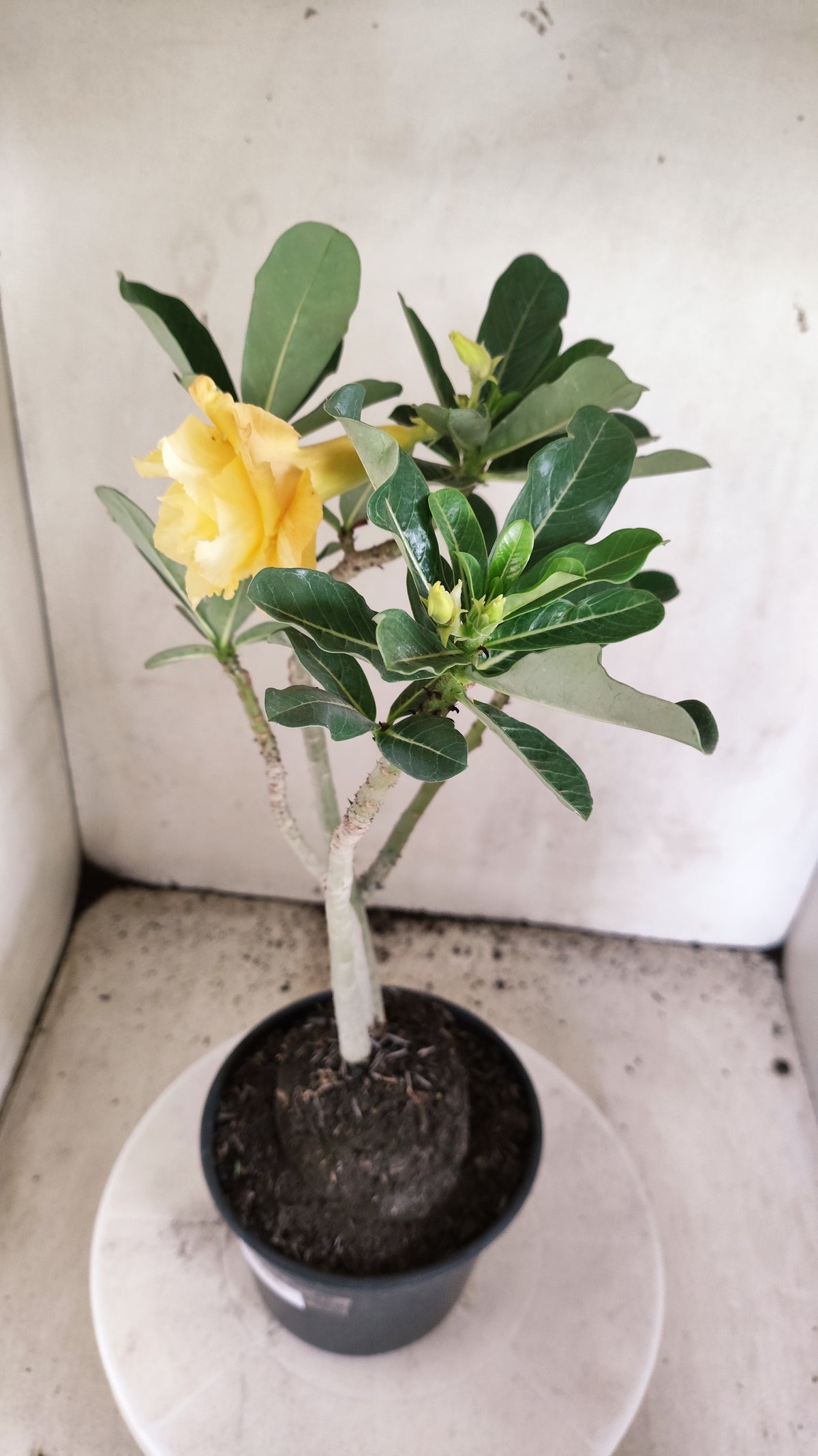 Planta Dobrada 4091 –  40cm – 03 anos - Vaso 17