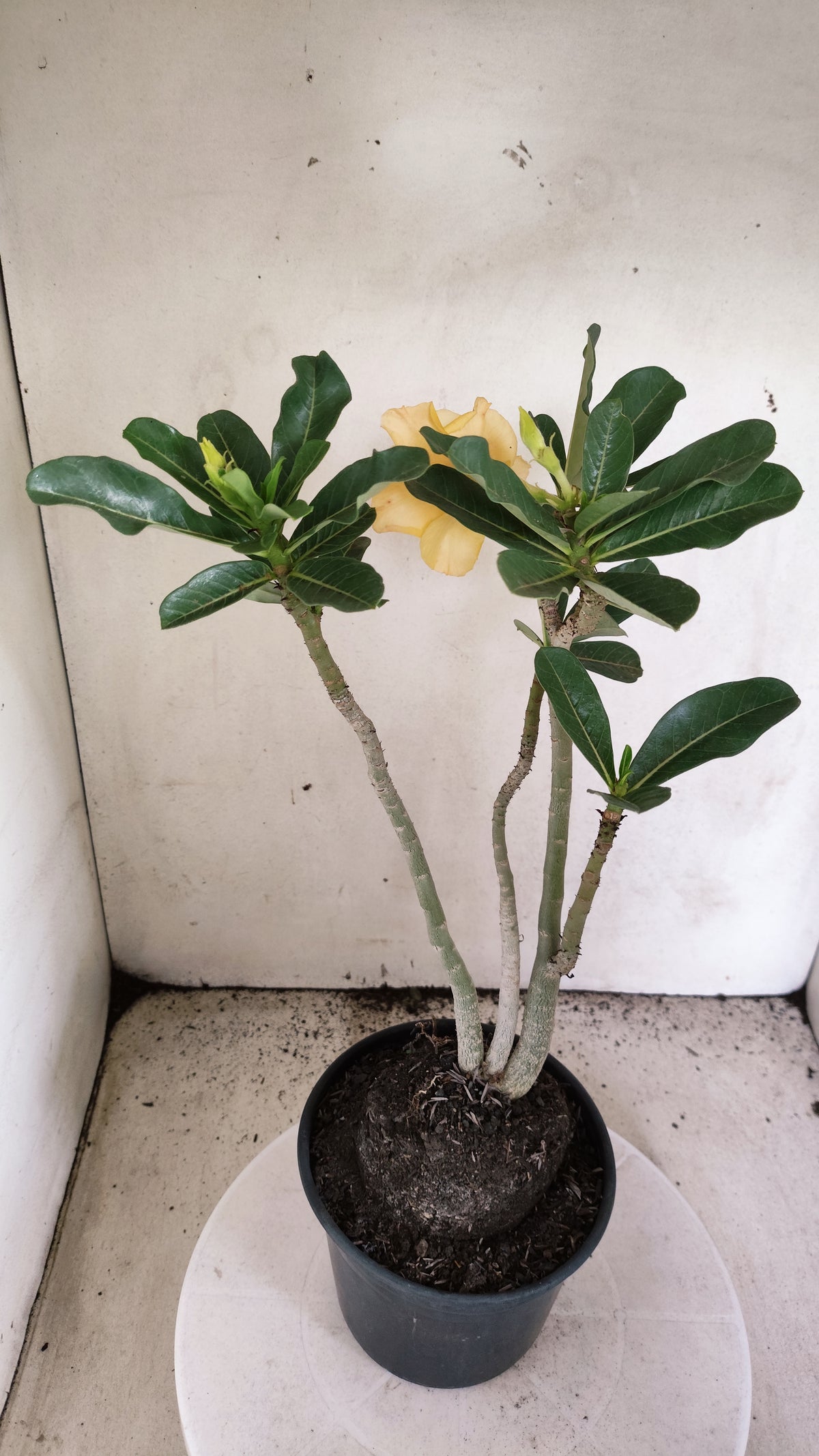 Planta Dobrada 4091 –  40cm – 03 anos - Vaso 17