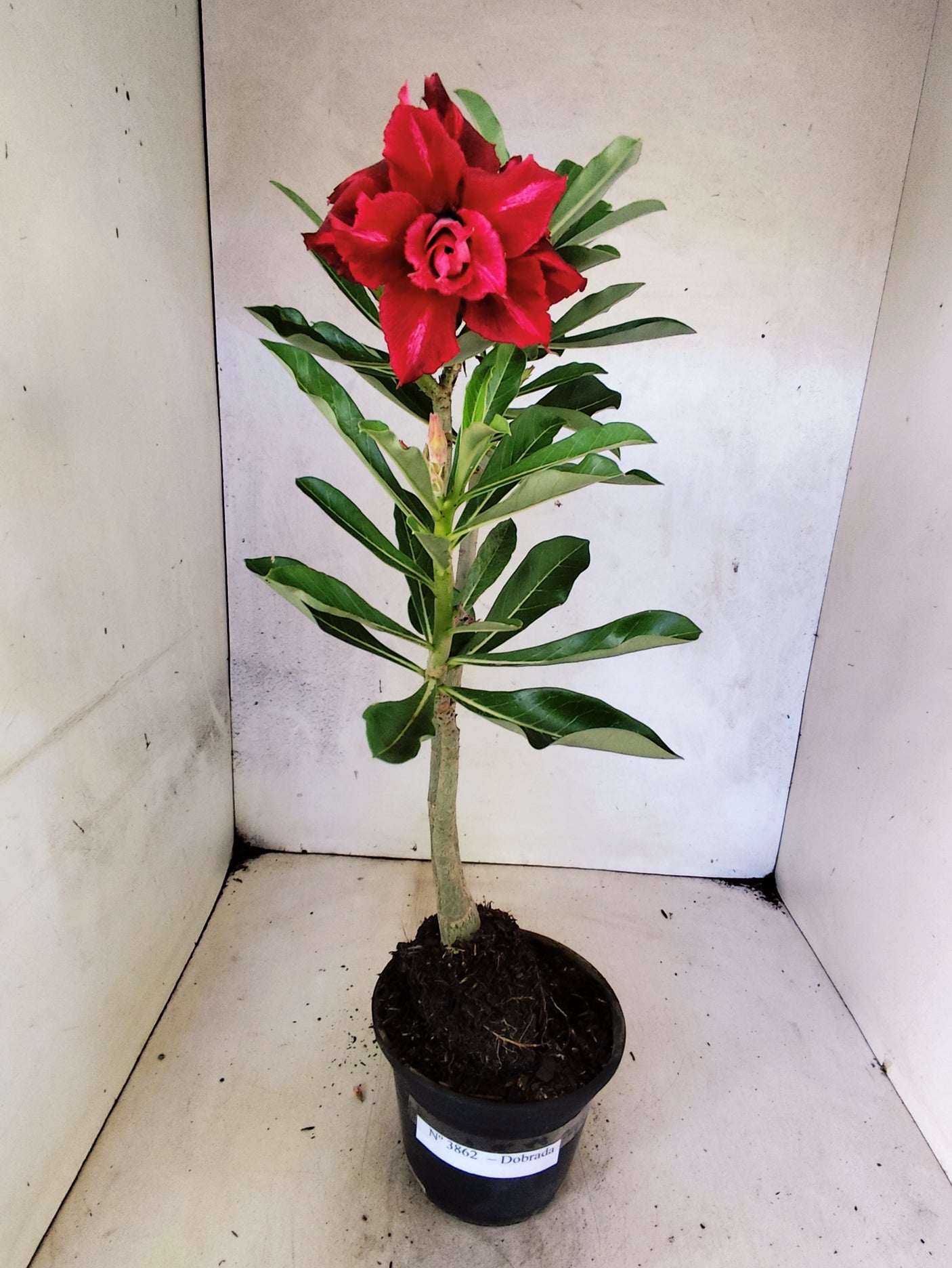 Planta Dobrada 3862 – 30cm – 02 anos
