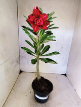 Planta Dobrada 3862 – 30cm – 02 anos