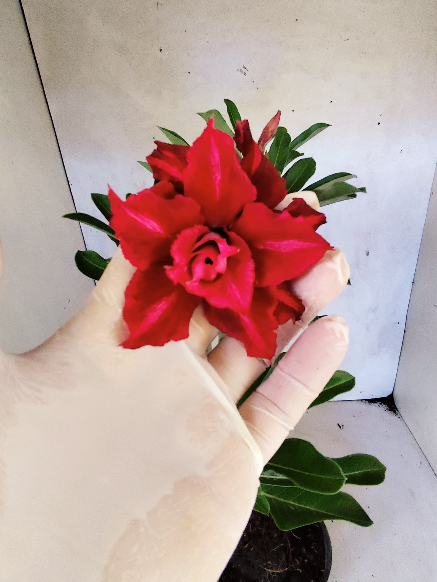 Planta Dobrada 3862 – 30cm – 02 anos