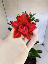 Planta Dobrada 3862 – 30cm – 02 anos