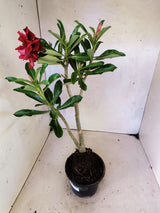 Planta Dobrada 3862 – 30cm – 02 anos