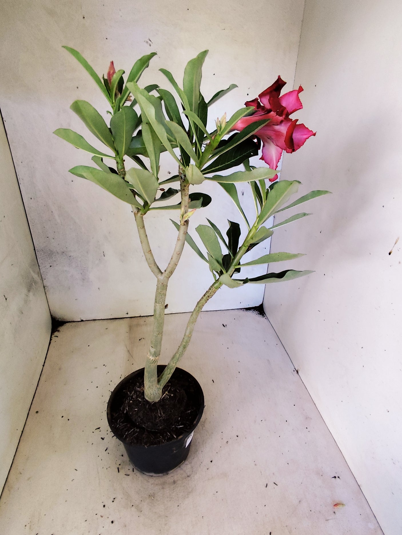 Planta Dobrada 3862 – 30cm – 02 anos