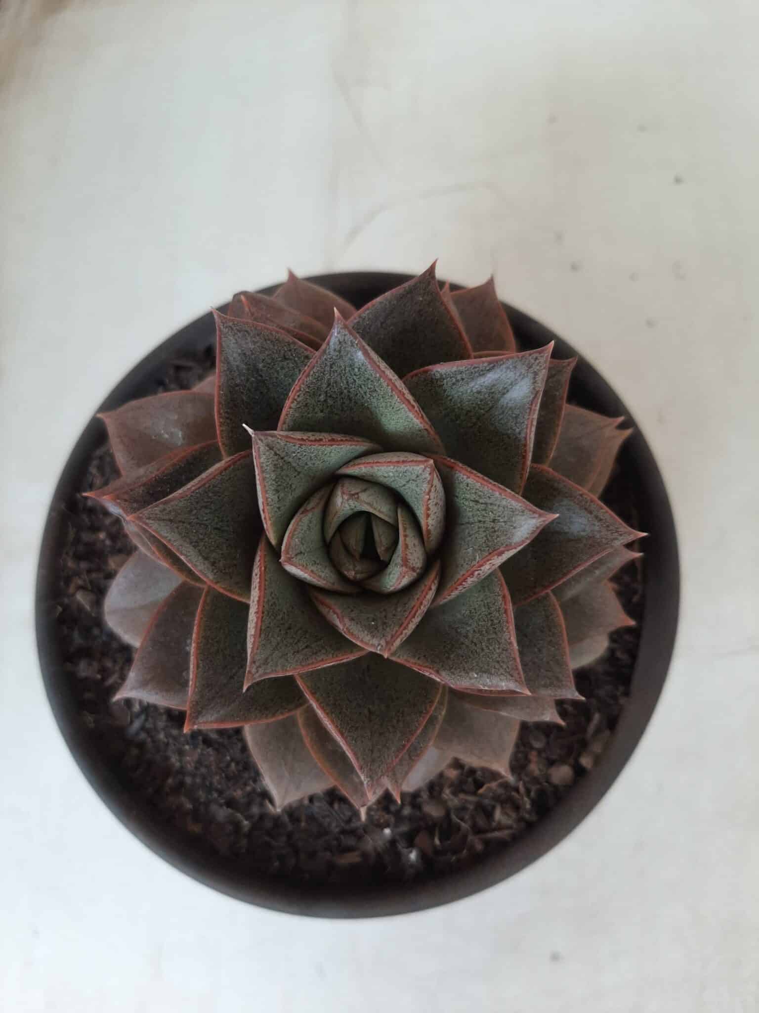 ECHEVERIA "PURPUSORUM"  Nº 25 - vaso 15