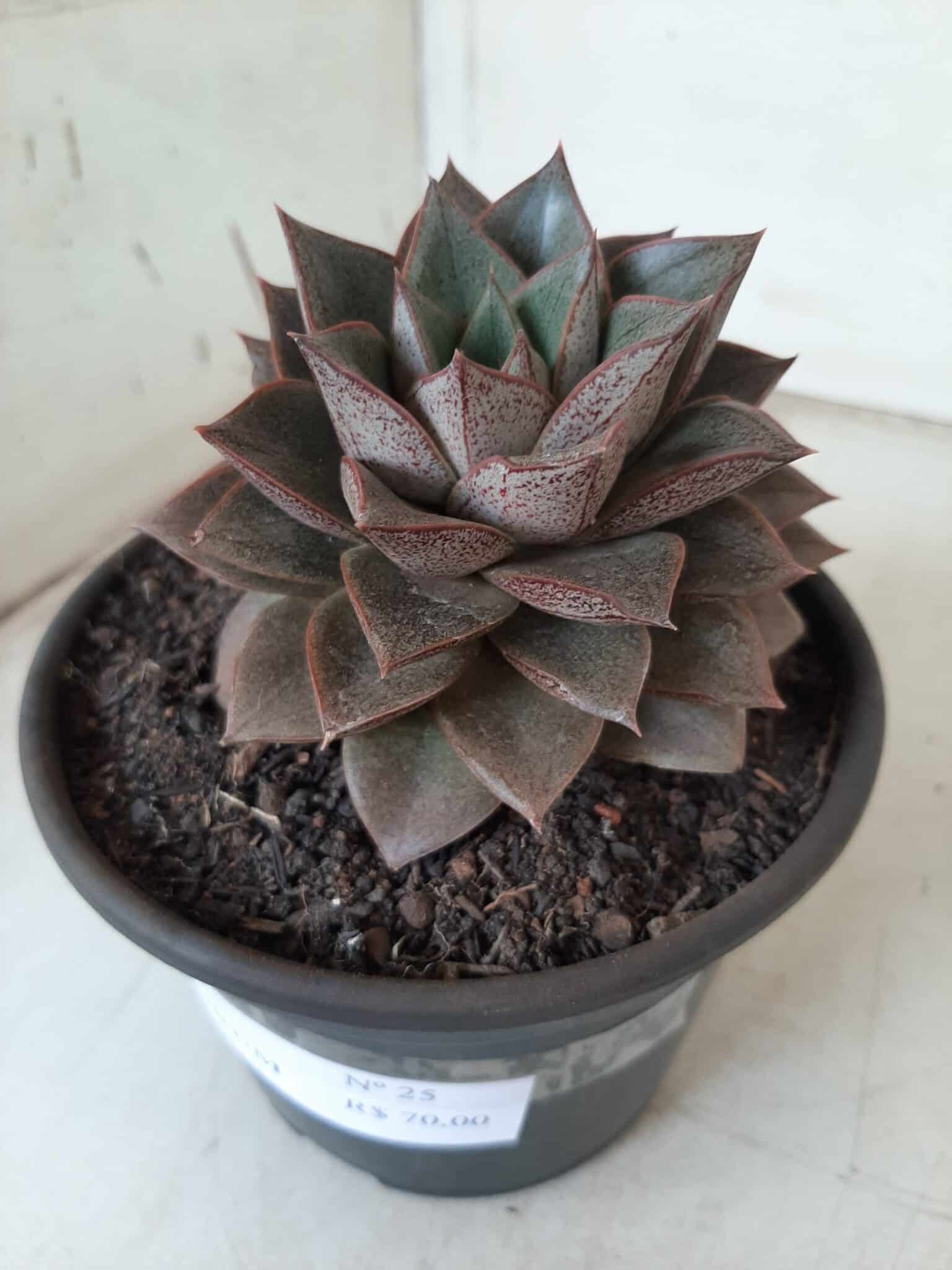 ECHEVERIA "PURPUSORUM"  Nº 25 - vaso 15