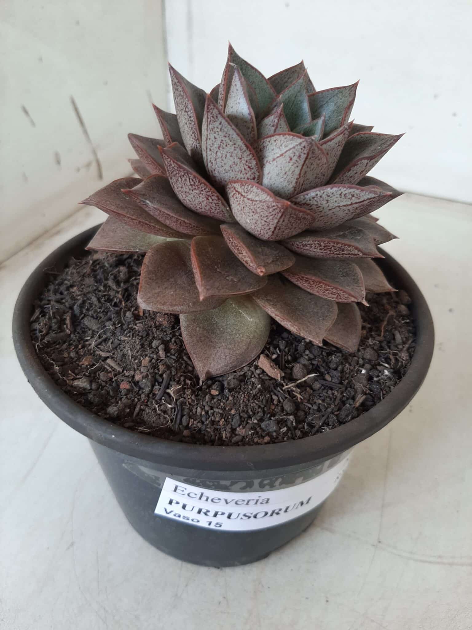 ECHEVERIA "PURPUSORUM"  Nº 25 - vaso 15